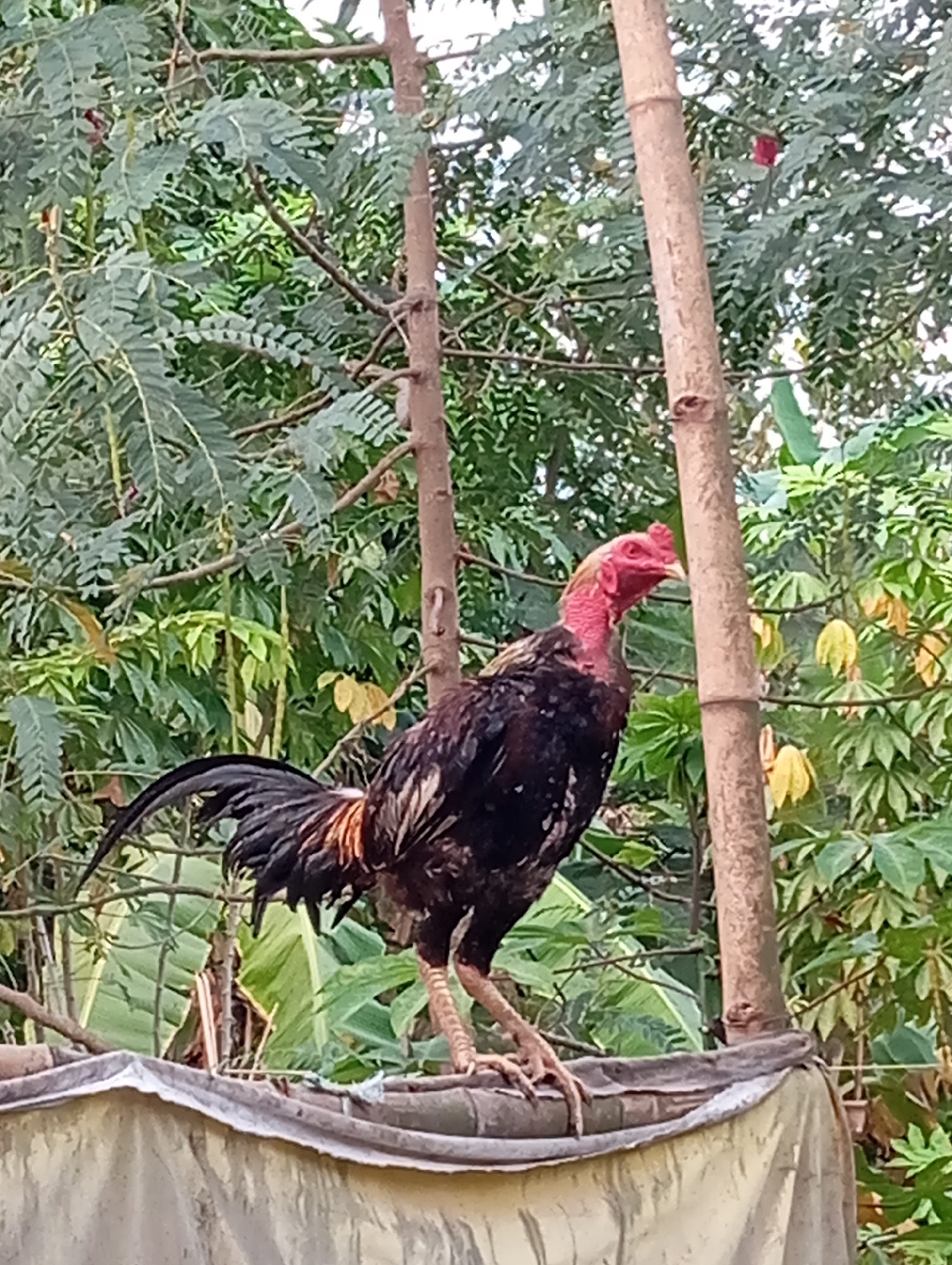 A rooster stands on a draped surface with a natural background of green foliage and bamboo stalks. The rooster is facing to the left, with its head turned slightly upward. Its feathers are dark with some iridescent hues, and its comb and wattles are bright red. The draped surface appears to be a light-colored fabric, possibly a tarp, that is pulled taut. Behind the rooster, a dense arrangement of leaves and branches creates a textured backdrop, with a couple of vertical bamboo poles interspersed. The lighting suggests it is daytime, with soft natural light illuminating the scene. The overall impression is one of a natural, outdoor setting.