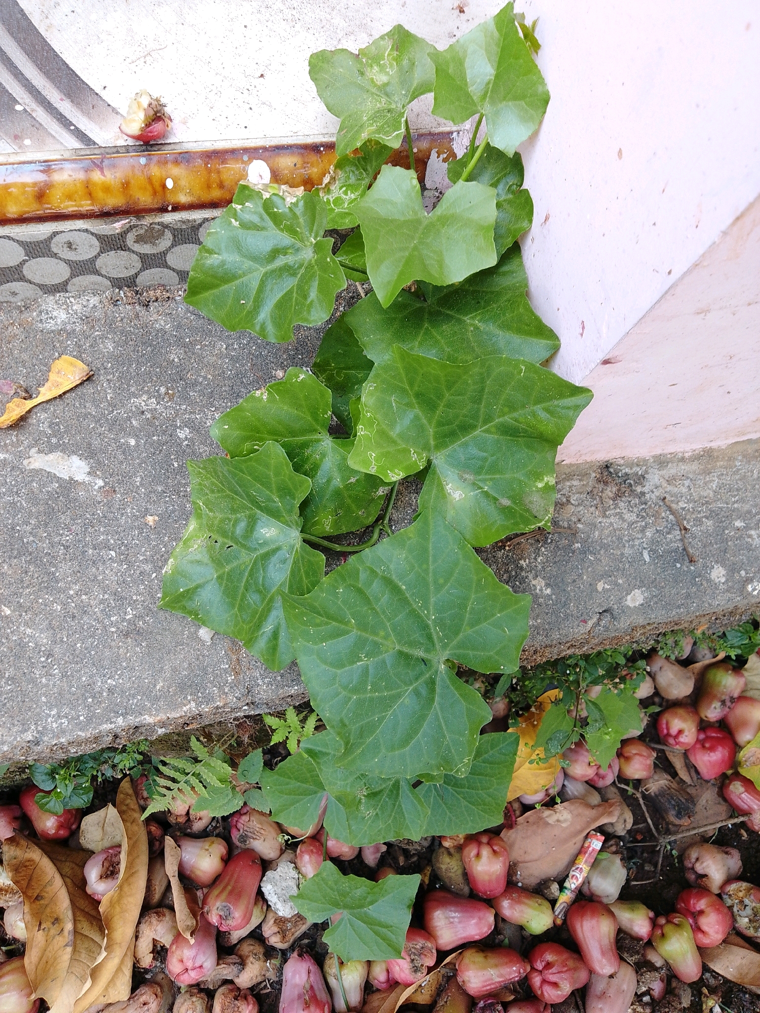 The image shows a close-up view of a vine with large, heart-shaped green leaves growing over a concrete ledge. Below the ledge, a collection of red and pink fruits, likely rose apples, are scattered on the ground along with dry leaves. The scene appears to be outdoors, possibly in a residential area in Cikal, Indonesia, given the presence of these fruits which are common in the region. There are no people or animals visible in the image. The environment suggests a humid, possibly tropical climate.