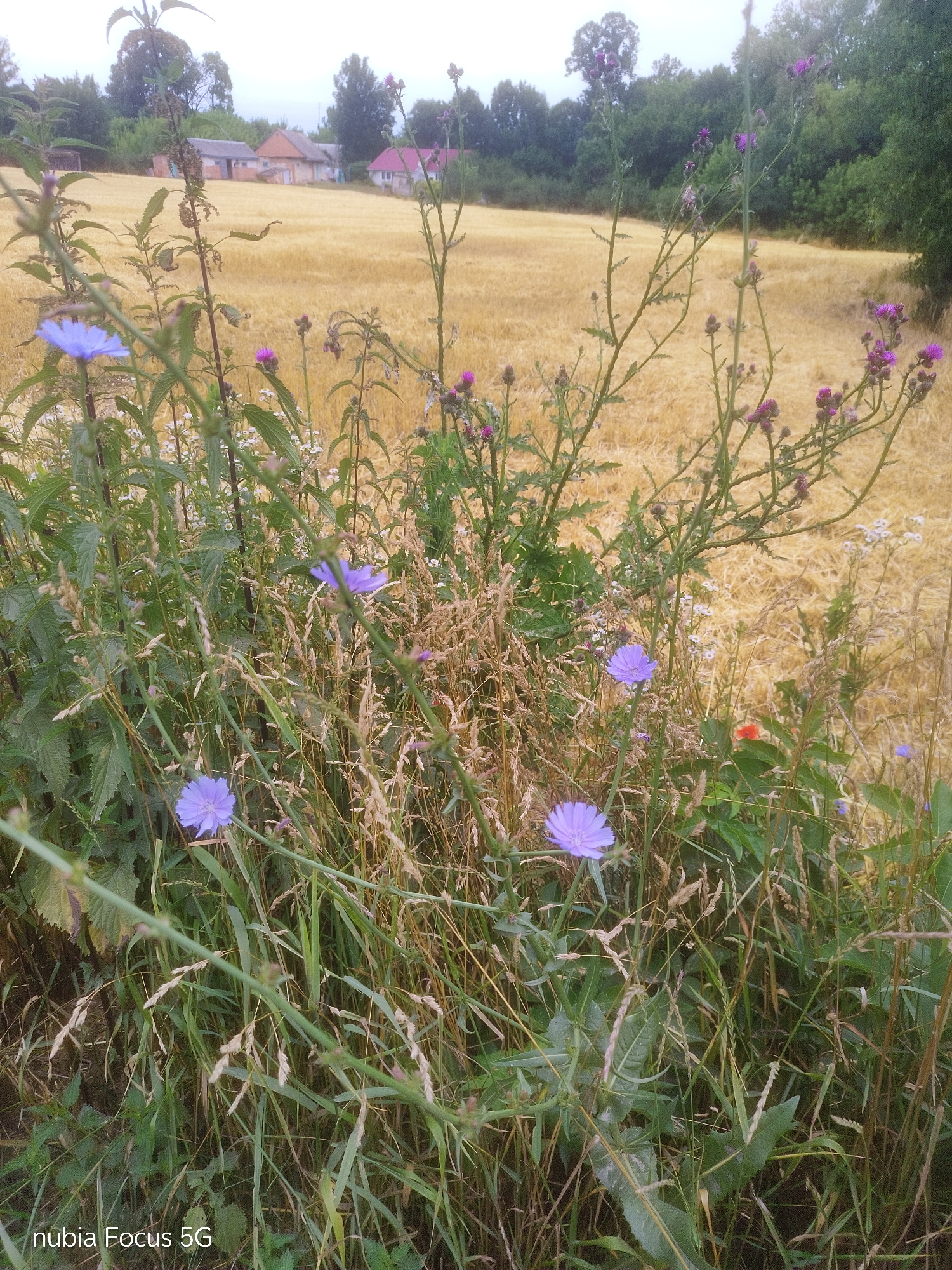 In a field near Sestrynivka, Ukraine, the foreground is dominated by lush green foliage and tall grasses. Several purple thistle flowers are visible, their spiky heads reaching upwards. Among them, bright blue chicory flowers bloom, their delicate petals spread open. The background consists of a golden wheat field, stretching towards a line of trees. In the distance, several houses with red and brown roofs are nestled among the greenery. The sky above is overcast, casting a soft, diffused light over the entire scene.