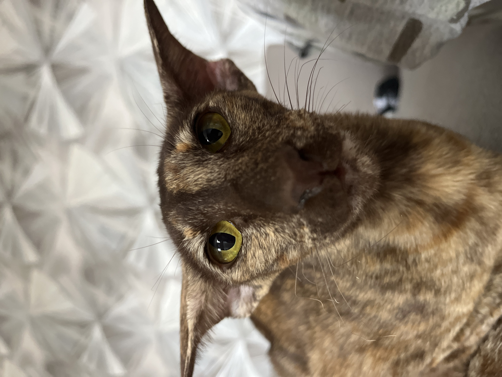 A close-up, head-on shot captures an Oriental Shorthair cat with large ears and luminous yellow-green eyes against a blurred, light-colored textured background. The cat's fur is a mottled brown and tan. The image is a close-up, focusing solely on the cat's face and upper body. There are no people, other animals, or discernable objects in the scene. The background is a soft focus of a textured material, possibly bedding or a wall covering, in a light neutral color, with a geometric pattern that appears to be raised or quilted. The lighting is bright, illuminating the cat's features. The setting is indoors. There is no information provided to determine the location in the city of Chaikovsky, Russia.