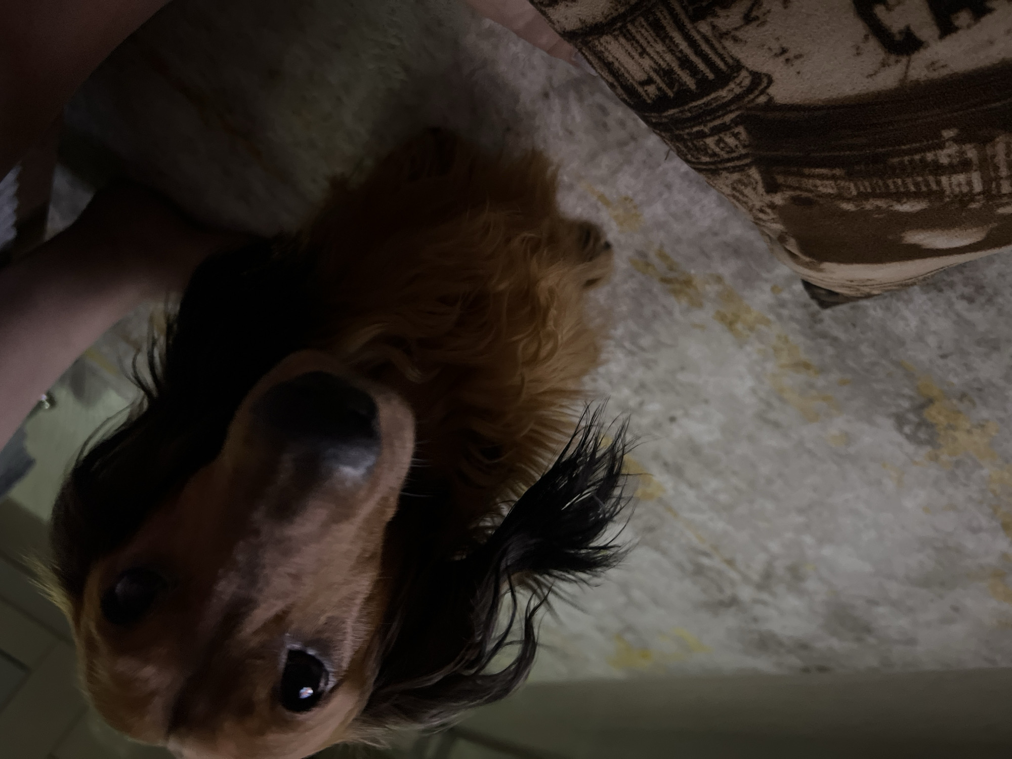 A brown, long-haired dachshund is positioned on a light-colored carpet with a repeating pattern of what appears to be buildings. In the foreground, on the left side of the image, a portion of a brown pillow or cushion is visible, featuring a similar building pattern. To the right of the dog, a person's arm and shoulder are partially visible. The dog's head is turned towards the camera, and it appears to be looking upwards. The lighting in the scene is dim, suggesting an indoor environment, possibly a home. The image was captured in Ussurijsk, Russia.