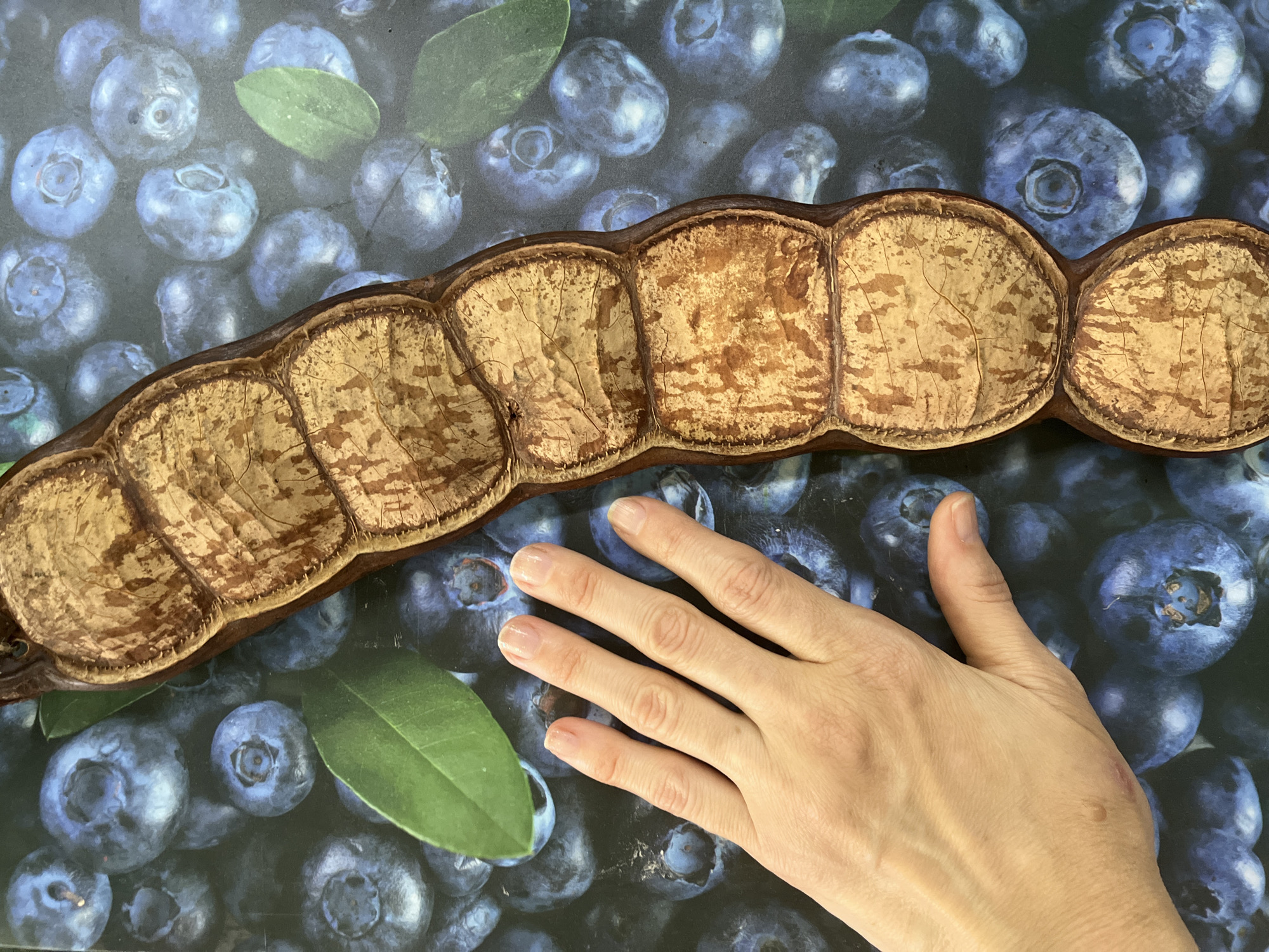 The image shows a hand lying next to a long, segmented brown pod against a background that is a photograph of blueberries and blueberry leaves. No information suggests the location is in Krasnodar, Russia.