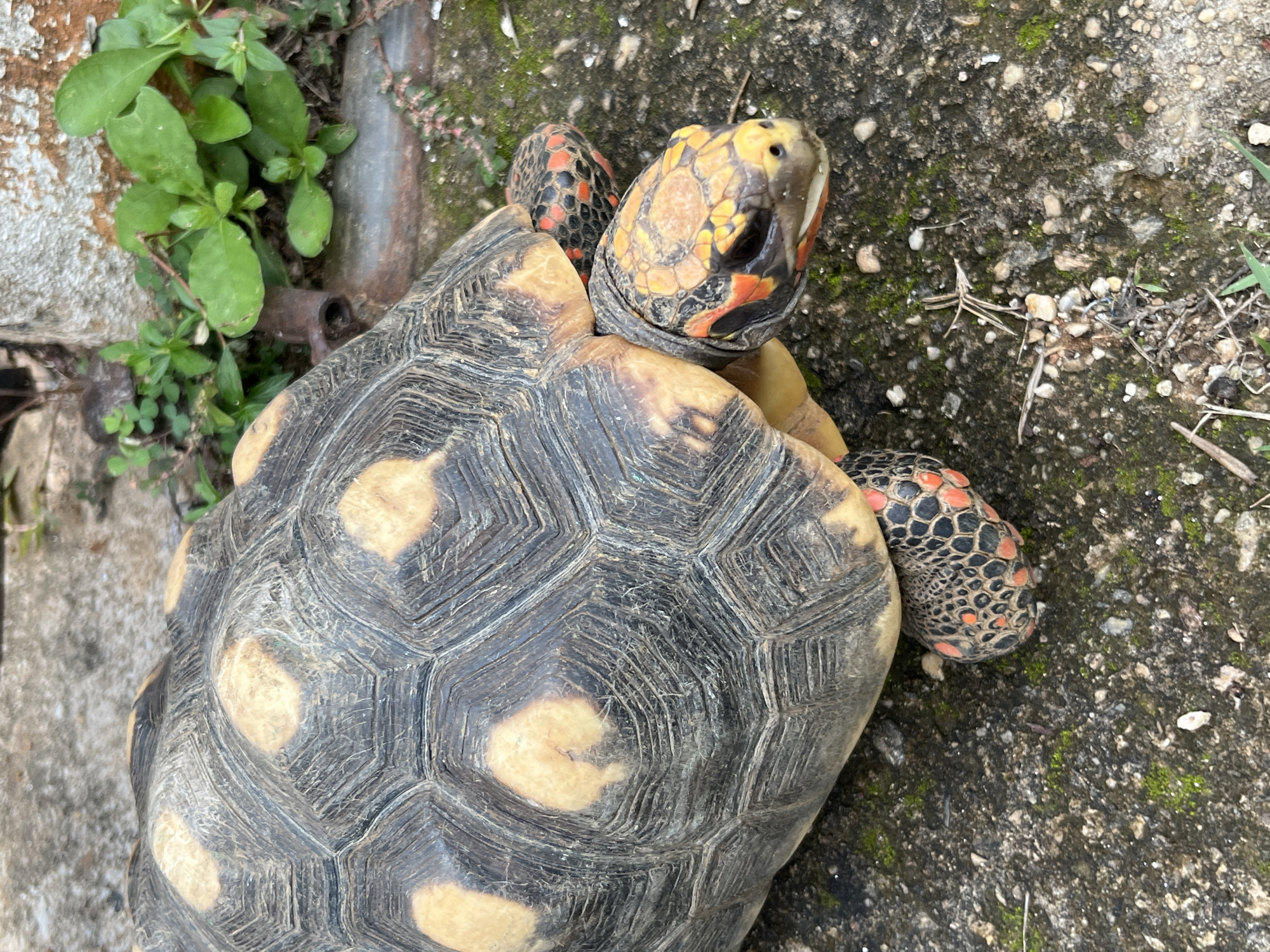 A red-footed tortoise is shown on a dark, gritty surface with patches of green moss. The tortoise's shell is dark gray and textured, with lighter, irregular tan markings. Its head is visible, with a bright orange and yellow patterned face, black eyes, and a slight opening to its mouth. One of its front legs, with black and reddish-orange scaled skin, is also visible. In the background, there are green leafy plants growing against a textured, light-colored wall and some dark, weathered cylindrical objects. The image appears to be taken outdoors in a slightly overgrown, possibly urban or garden setting.