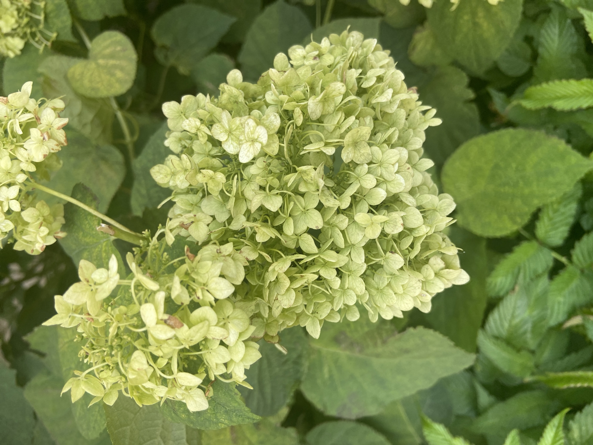 The image is a close-up, high-angle shot of a cluster of light green hydrangeas. The flowers are composed of many small, individual florets, forming a dense, cone-shaped inflorescence. The petals are delicate and slightly crinkled, with some showing subtle brown tips, suggesting they may be past their peak bloom. The background consists of out-of-focus green leaves of the hydrangea plant, creating a soft, natural setting. The lighting appears to be natural daylight, casting a gentle illumination on the subject. The image was captured outdoors, likely in a garden or park environment. No people, animals, or man-made objects are visible. The overall impression is one of natural beauty and the ephemeral quality of flowers. This image is not specific to Balashikha, Russia, or any other city.