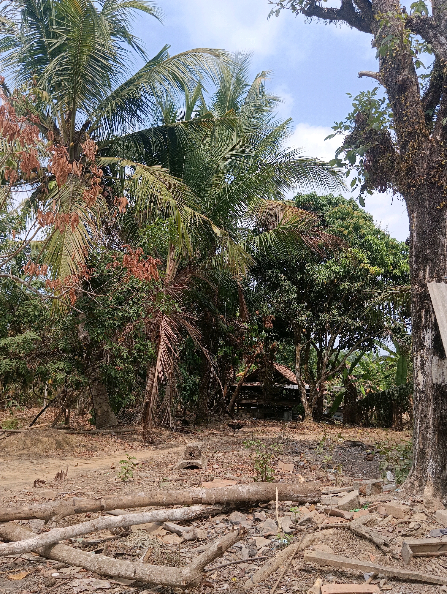 The image depicts an outdoor scene in Pematang Jaya, Indonesia. In the foreground, fallen logs and debris, including broken bricks and stones, are scattered across a dusty, dry ground. A small sapling is visible in the center of the frame. Further back, a cluster of trees, including palm trees with some dry fronds, are prominent. In the mid-ground, a simple, traditional wooden structure with a tiled roof is partially obscured by foliage. A dark-colored chicken is standing in front of the structure. The background consists of dense vegetation and a blue sky with scattered clouds. The overall impression is one of a rural or semi-rural environment with signs of disarray and natural elements.