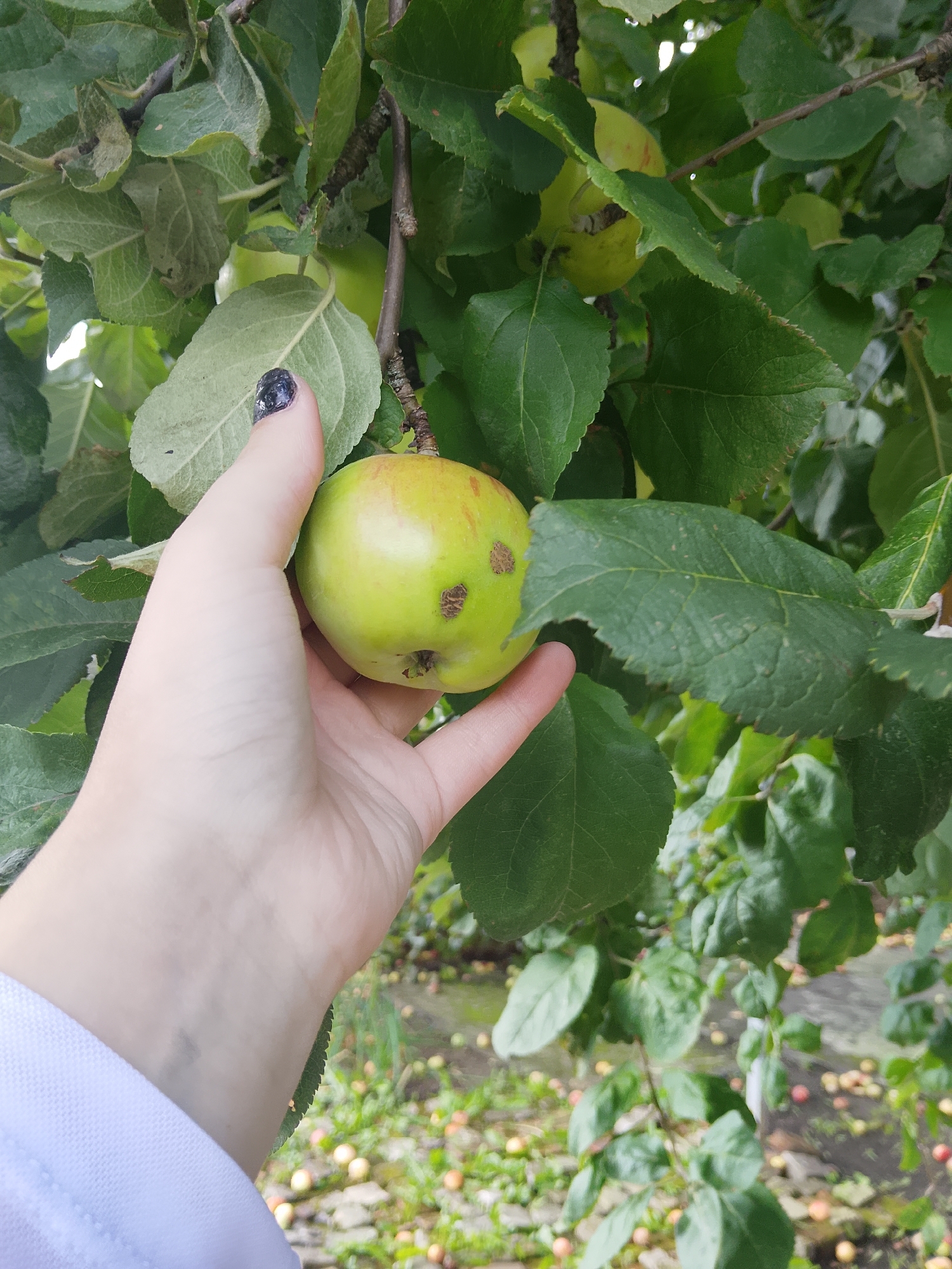 In Verkhopol'e, Russia, a close-up shot captures a person's hand holding a green apple amidst the leaves of an apple tree. The apple is imperfect, with small brown spots. The hand has dark nail polish on one finger. In the background, more green apples are visible on the tree, and at the bottom of the frame, a scattering of ripe apples lies on the ground beneath the tree. The lighting suggests an outdoor setting, likely an orchard or garden.