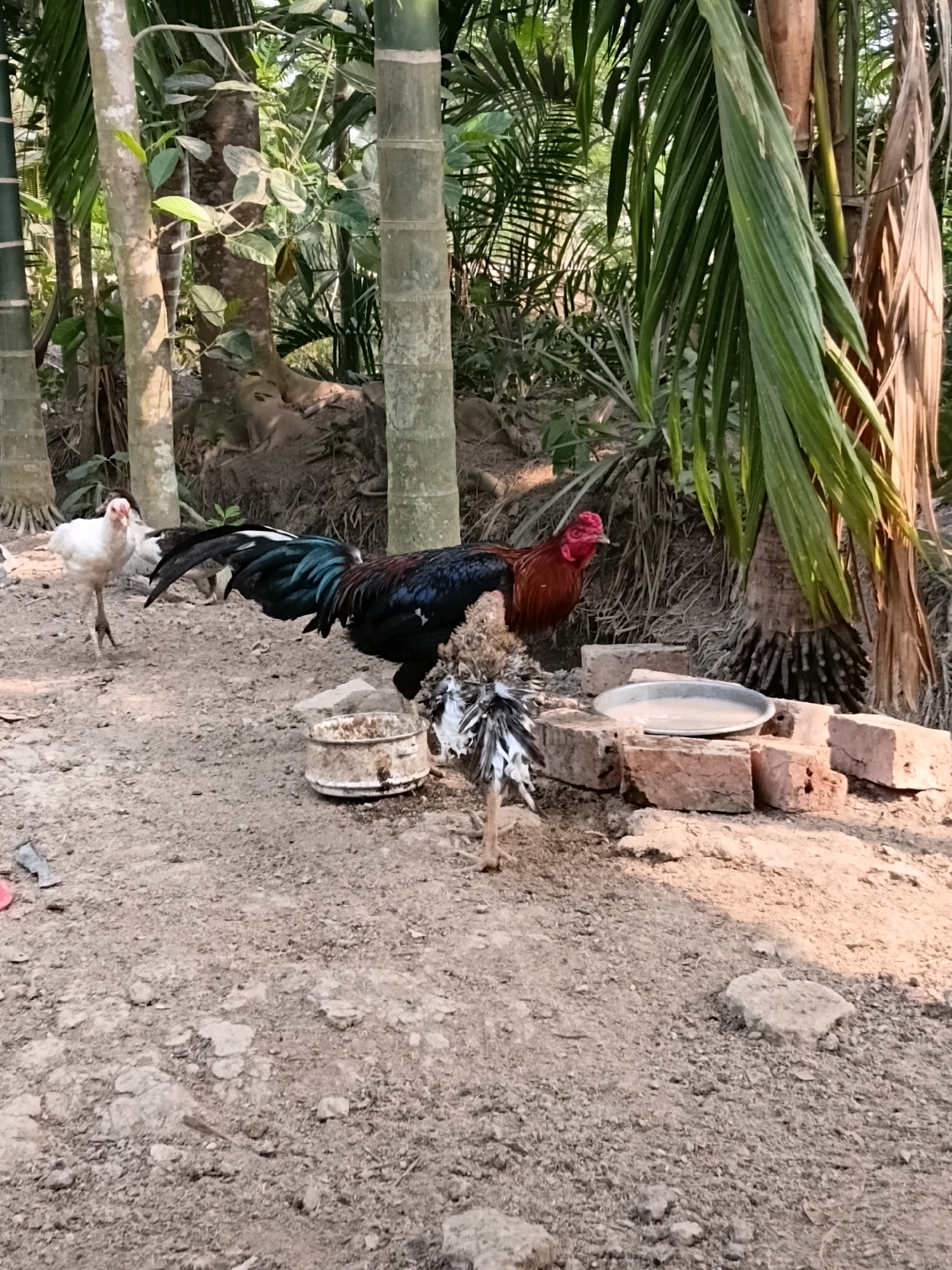 In Margo Rukun, Indonesia, a scene unfolds amidst a tropical environment with a backdrop of lush green palm trees and bamboo stalks. The ground is a mix of dry soil and scattered pebbles, with a few large rocks. In the foreground, two roosters stand prominently. One, a striking bird with black and iridescent blue plumage and a bright red comb and wattles, is partially obscured by a pile of reddish-brown bricks. Another rooster, with a predominantly brown and black feathered body and a ruffled neck, stands near a weathered, circular white feeder. To the left, a solitary white hen faces the viewer, its bright pink comb contrasting with its white feathers. The overall impression is a snapshot of rural life, with the chickens foraging in their natural habitat, illuminated by natural sunlight.