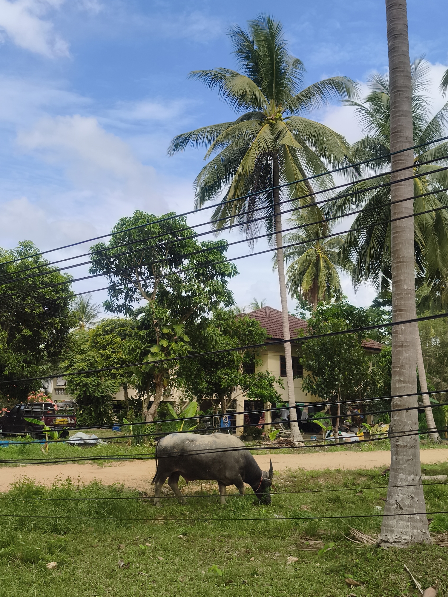 The image depicts a scene in Baan Mae Nam, Thailand. A water buffalo grazes on a patch of green grass in the foreground. In the background, a two-story house with a brown roof is partially obscured by lush tropical foliage, including palm trees. Power lines are strung across the foreground, creating a grid-like pattern. A dirt road separates the grassy area from the house and trees. A truck is visible parked near the house. The sky is blue with scattered white clouds.