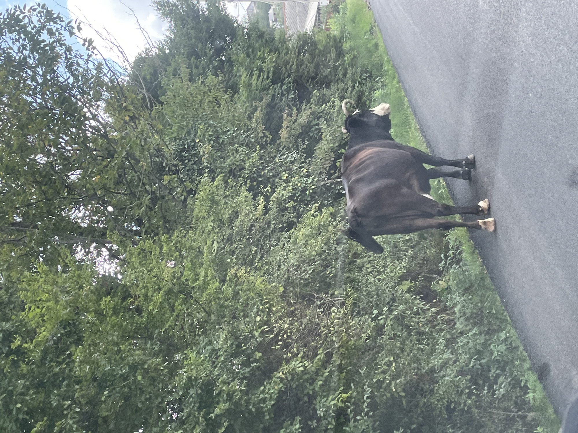 A brown cow stands on an asphalt road next to a dense line of green trees. The cow faces to the right and slightly away from the camera. Its tail is raised. The road is bordered by grass on the left. In the background, there are hints of houses and structures on the right, suggesting a rural or semi-rural setting. The sky above is partially visible and appears cloudy. The location is in the city of Vysokoye, Russia.