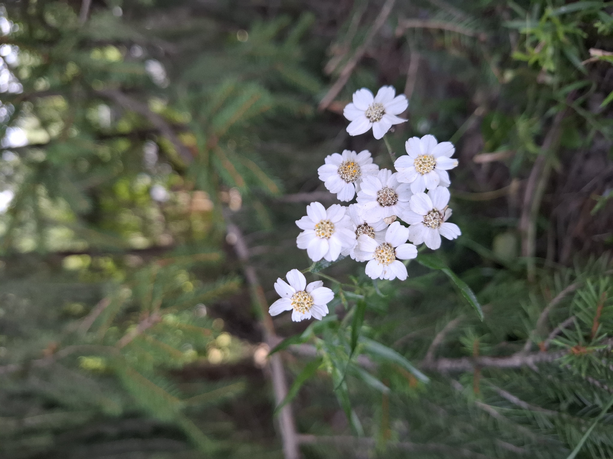 A cluster of small, white flowers with yellow centers is in focus in the foreground of the image. The flowers are positioned to the right of the center and are surrounded by green foliage. The background is blurred and consists of dark green pine branches and soft, out-of-focus greenery, suggesting a woodland or park setting. The lighting is natural, indicating it was taken outdoors during the day. The image's setting appears to be a natural environment within Mikkeli, Finland, likely a park or forested area given the presence of pine trees. There are no people or discernible man-made structures visible in the image.