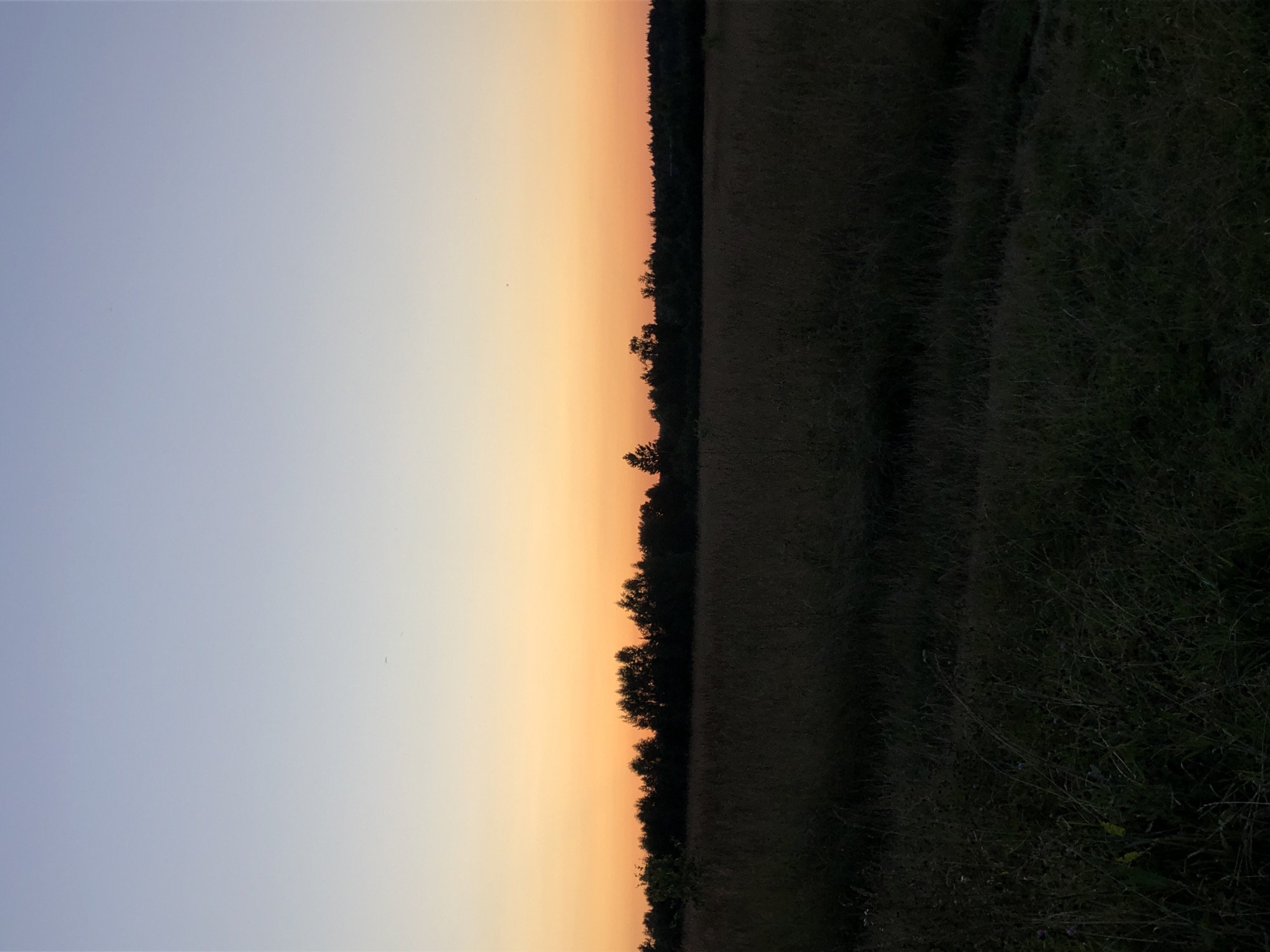 The image depicts a twilight landscape with a gradient sky transitioning from a pale blue at the top to a warm orange near the horizon. A dark silhouette of a treeline runs across the mid-ground. In the foreground, a field of grass is visible, also in silhouette, appearing dark and dense. The scene is devoid of any discernible human presence or activity, and there are no visible structures or man-made objects. The environment suggests a rural or natural setting, possibly a field on the outskirts of a settlement, given the treeline. The specific location in Makeikha, Russia, cannot be determined from visual cues alone.