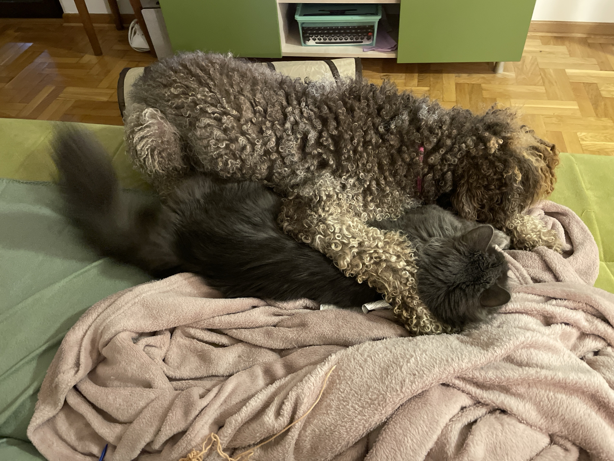 A Lagotto Romagnolo dog rests atop a gray long-haired cat on a pink blanket. The setting is indoors, on a green sofa, and the floor is wooden parquet. A cabinet with a green door and a light-colored shelf is visible in the background. The location is Boreti, Montenegro.