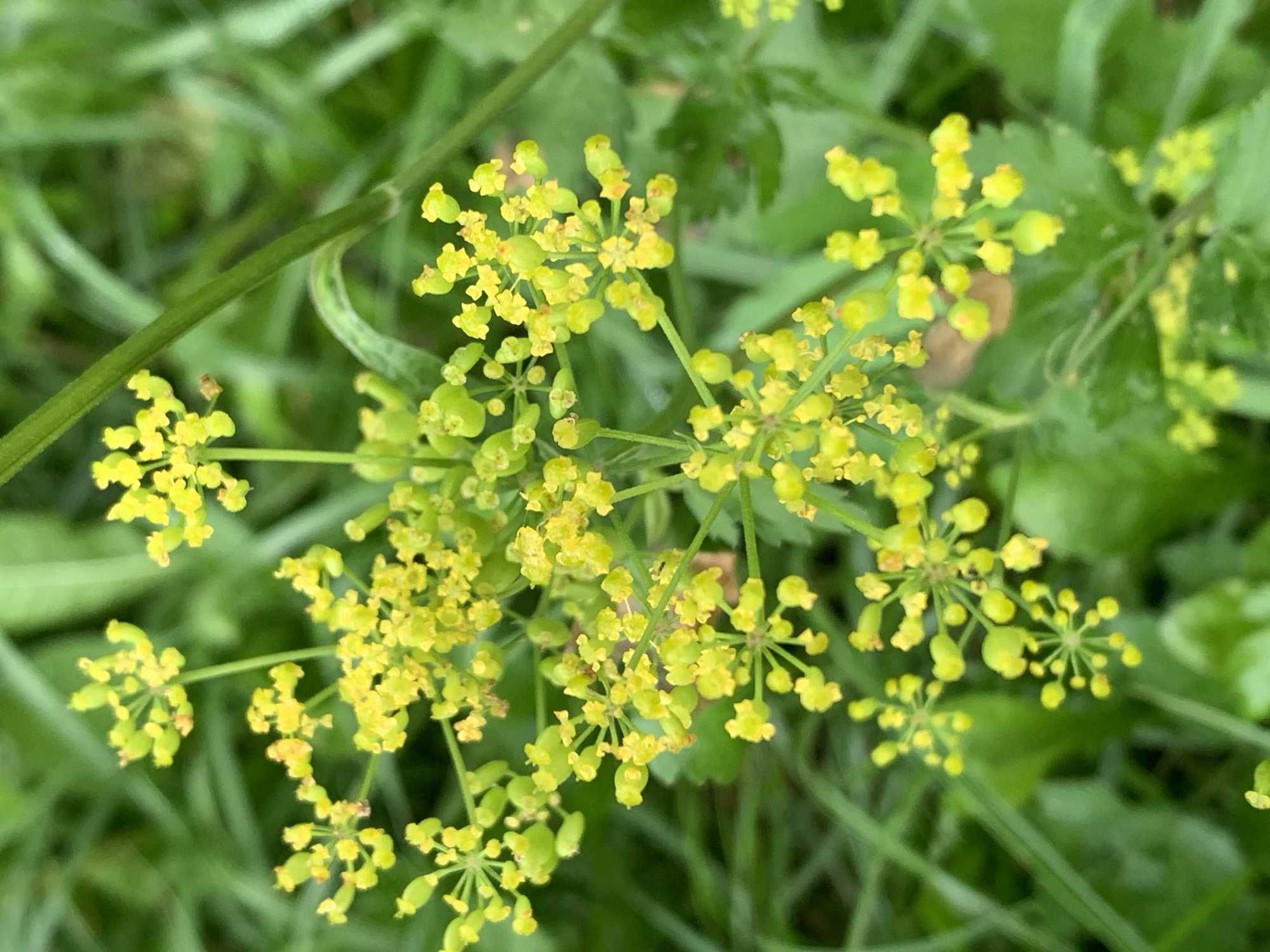 A close-up, overhead shot captures a cluster of small yellow flowers with green stems against a blurred green background of grass. The flowers are arranged in a spray or umbel formation, with some appearing more yellow and others more green, possibly indicating different stages of bloom or development. The overall impression is of a natural, outdoor setting, likely a garden or wild area, with the focus sharply on the delicate botanical details of the plant.