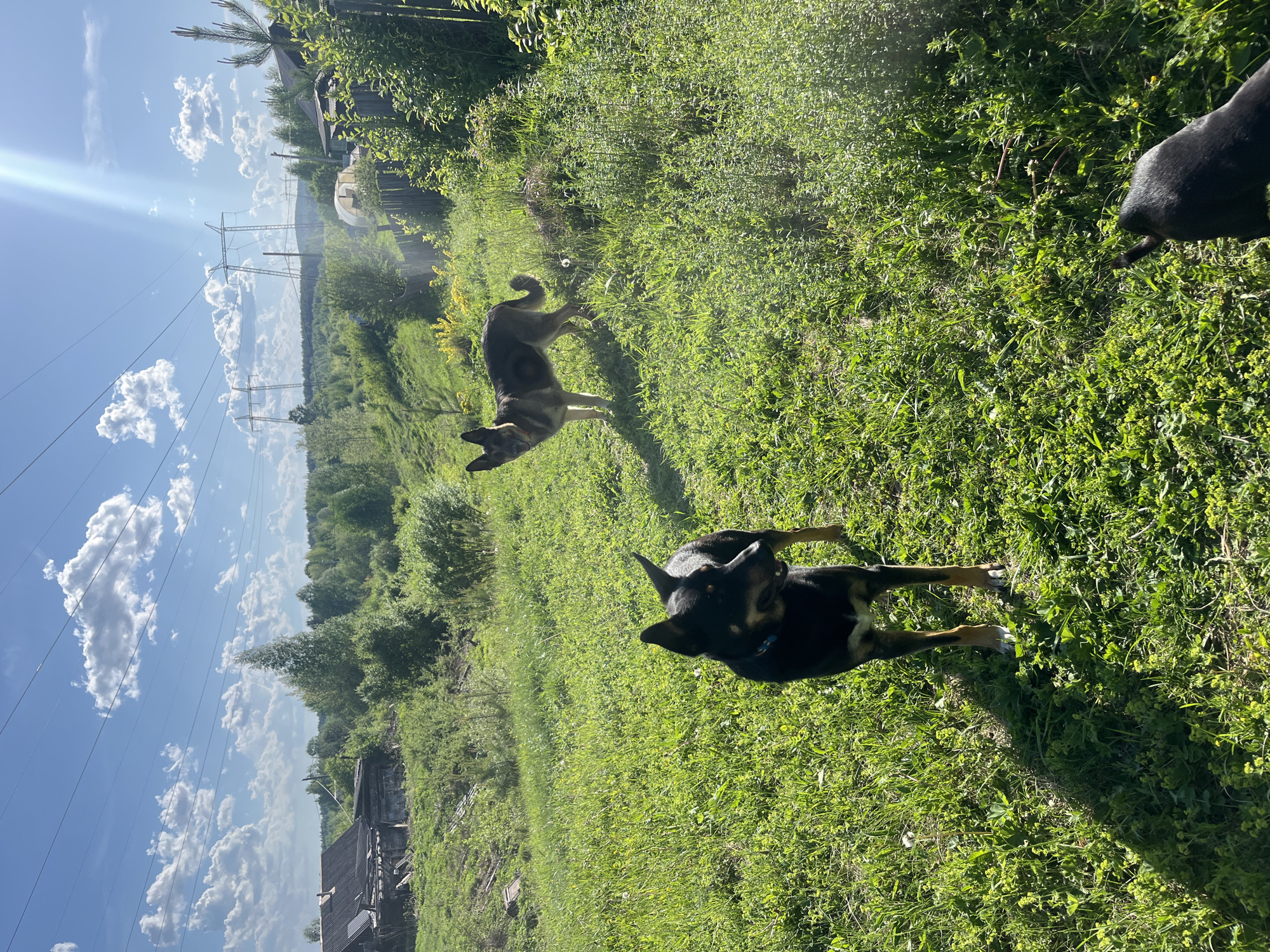 The image depicts a grassy field with three dogs. One dog, black and tan, is in the foreground, standing with its head turned. Another dog, brown and black, is further back in the field. The third dog is partially visible in the upper right of the frame, only the back and tail are shown. The background shows a rural scene with trees, power lines, and a blue sky with clouds. The location may be Nizhny Tagil, Russia, given the prompt.