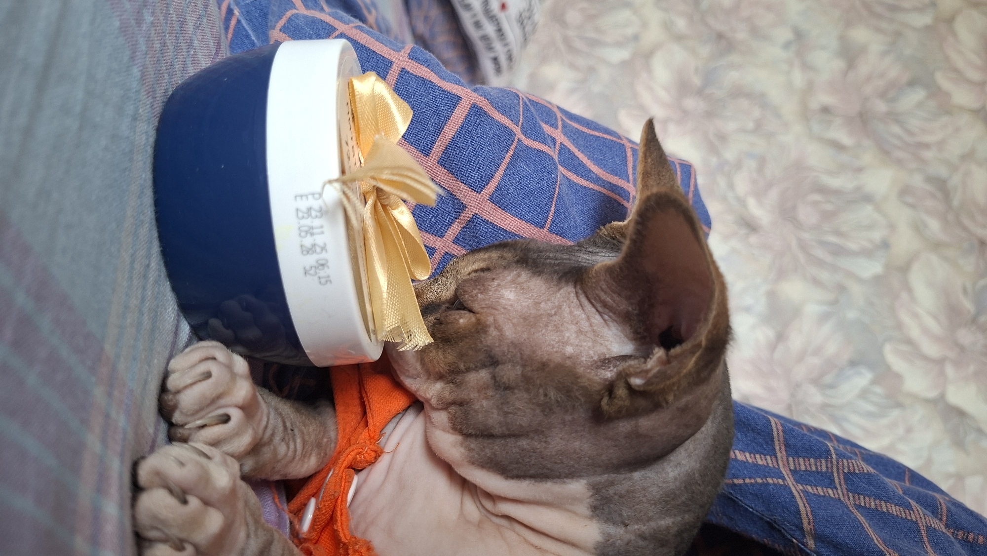 The image displays a close-up view of a hairless Sphynx cat peacefully resting indoors. The cat, characterized by its wrinkled, mottled grey and brown skin and large ears, is lying on its side with eyes closed, suggesting it is asleep. An orange fabric, possibly a small blanket or item of clothing, is visible around its neck and chest area.
The cat's head is nestled against a small, cylindrical container that has a dark blue base and a white top. A golden satin ribbon is tied in a bow around the white section of the container. On the white surface, text is visible: "E 23.11.25 06:15 52," which appears to be a date and time stamp. The cat's front paws are curled up near the container, resting on a blue fabric patterned with a red grid, likely a blanket or bedding. In the blurred background, another light-colored fabric with a subtle floral or abstract pattern can be seen.
The scene conveys a calm and comfortable domestic environment, possibly within a home in Забалоцкі сельскі Савет, Belarus. The soft, even lighting suggests an indoor setting, without clear indicators of the time of day.