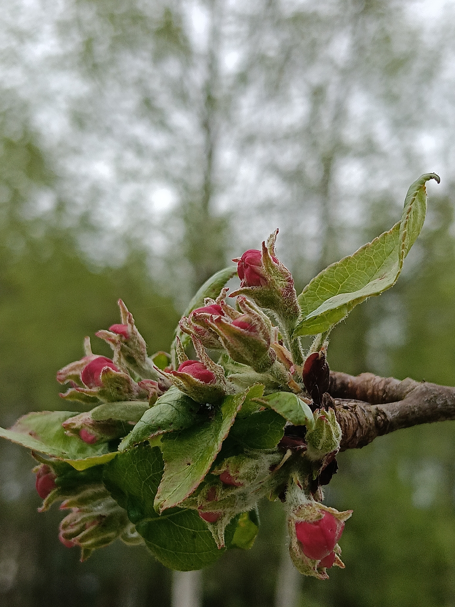 Close-up image of a cluster of flower buds, likely of an apple tree, still in a tight, unopened state. The buds are pinkish-red and covered with a fuzzy, light-colored pubescence. Green leaves are interspersed among the buds, some still tightly curled. The buds and leaves emerge from a dark brown, gnarled branch. The background is blurred, with shades of green and gray suggesting foliage and sky. The location is stated as Красный Маяк, Russia. No people are visible.