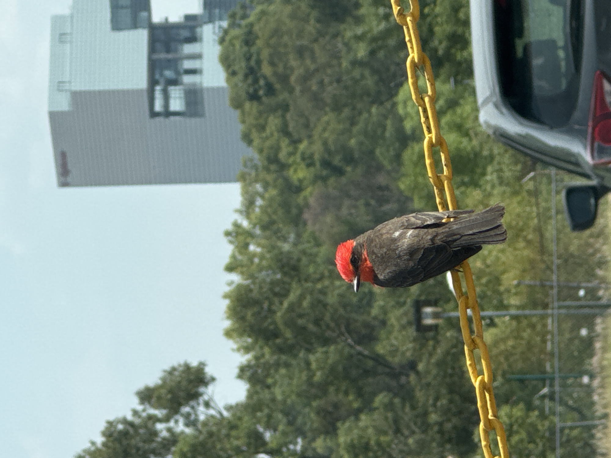 A vermilion flycatcher perches on a yellow metal chain against a backdrop of green trees and a building. The flycatcher has a vibrant red crown and dark gray plumage. A gray car's taillight and rear window are visible on the right side of the frame. The location is Puebla, Mexico.
