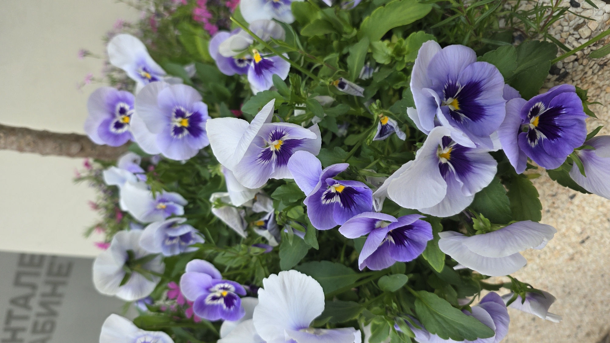 The image features a cluster of pansies in shades of purple and white, with dark purple centers and yellow details. The flowers are surrounded by green leaves and some smaller pink flowers in the background. The composition is a close-up shot, providing a detailed view of the flowers and foliage. The flowers are located in a container or pot, which is partially visible on the right side of the image and appears to be a light beige color. The left side of the image shows a light-colored wall and what appears to be part of a small tree trunk or branch. Although the location is asked, I am unable to determine from the image that this image was taken in Blagoevgrad, Bulgaria.