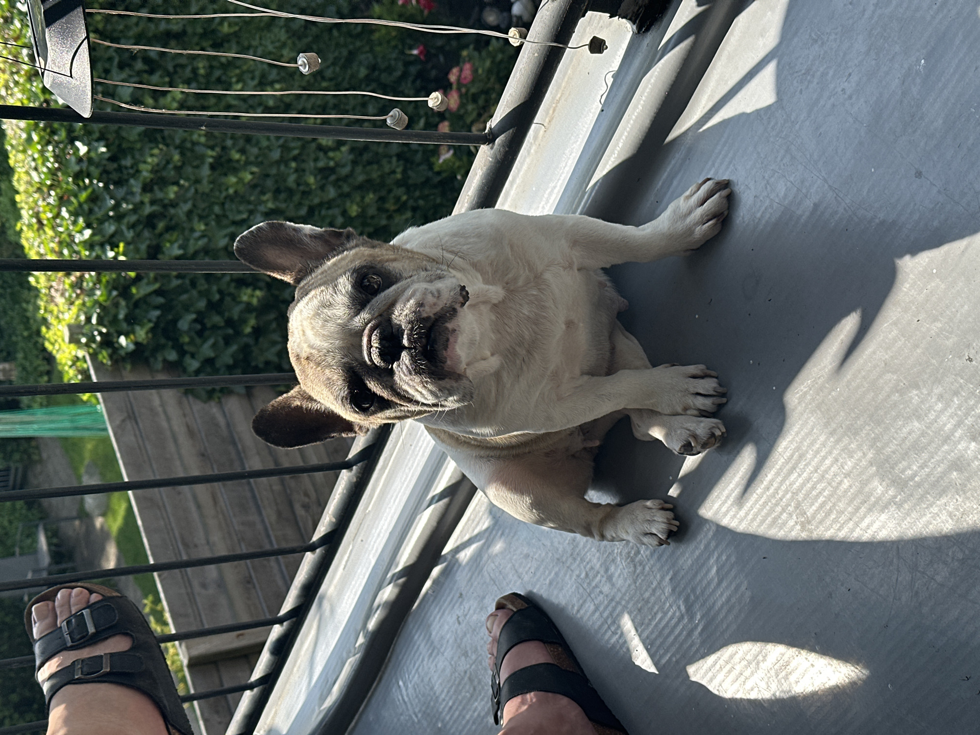 In Steenwijk, Netherlands, a light-colored French Bulldog sits on a grey, textured outdoor surface, possibly a balcony or patio, bathed in direct sunlight creating distinct striped shadows. The dog's face is tilted slightly upwards, and its ears are perked. To the left of the dog, a human foot wearing a black sandal is visible, partially in shadow. In the background, a black metal railing runs horizontally. Beyond the railing, lush green ivy covers a wall, and further back, hints of a garden with green foliage and some pink flowers are discernible. The overall scene suggests a warm, sunny day outdoors.