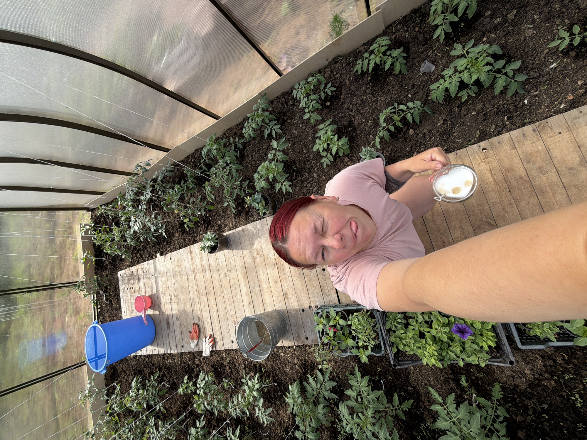 The image is a selfie taken inside a greenhouse, presumably located in Chaikovsky, Russia. A woman with reddish hair and a pink shirt is holding a glass of coffee, sticking her tongue out. She stands on a wooden boardwalk. Tomato plants are growing in the soil beds on either side of the boardwalk. Gardening equipment, including a blue watering can, a metal bucket, small planting pots, and gardening gloves, is scattered nearby. The greenhouse walls and roof are made of translucent plastic.