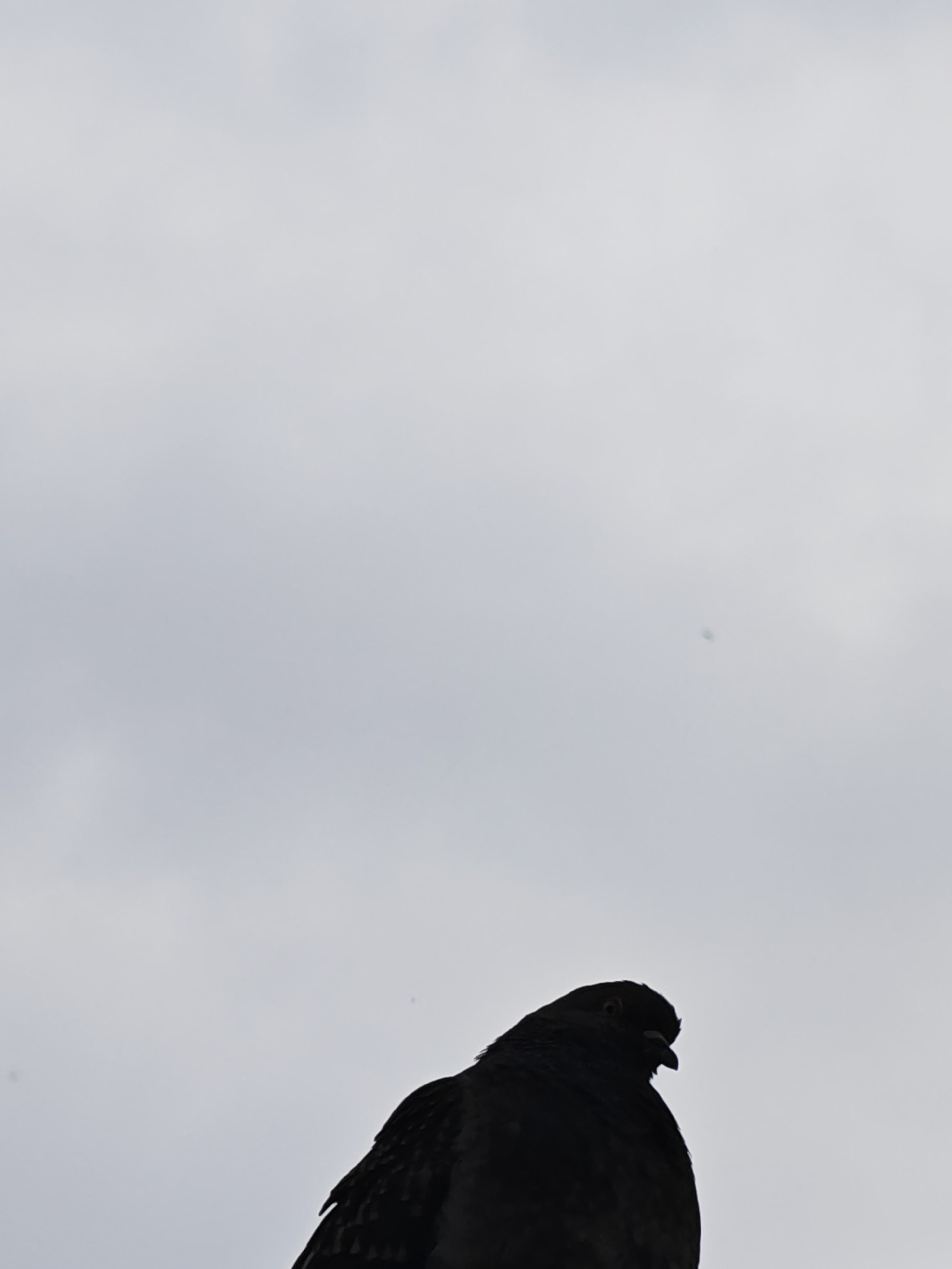 A low-angle, full shot depicts a dark silhouette of a pigeon against a grey sky. The pigeon is positioned in the lower portion of the frame, facing towards the right, with its head slightly tilted. The sky fills the majority of the background, lacking any distinct features apart from a few faint blemishes. The location is Unknown, Unknown.