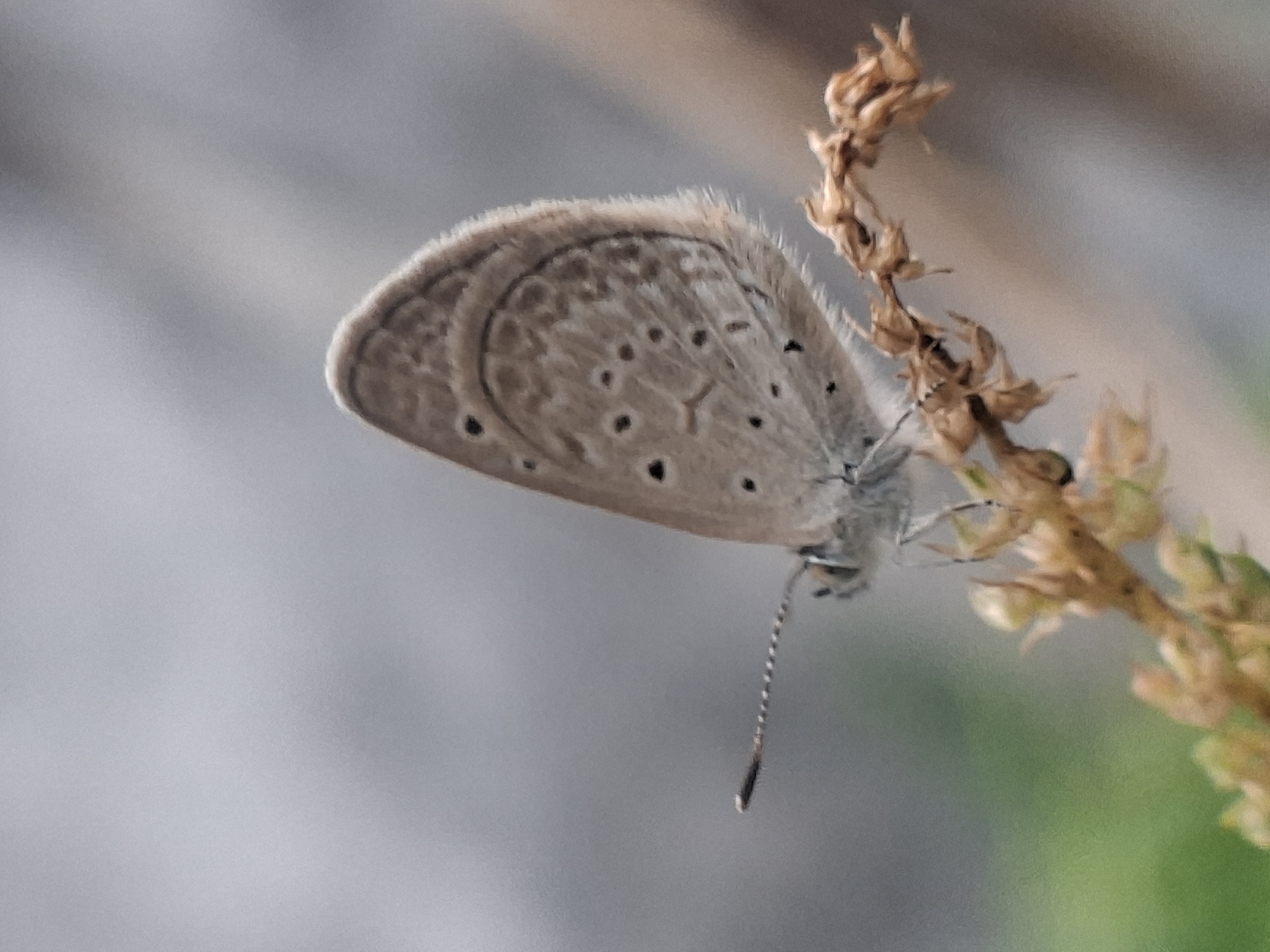 A small butterfly with light brown wings and black spots is perched on a dried-out plant stem. The background is blurred, showing indistinct shapes in gray and green. The butterfly is likely located in Kutaglumpang, Indonesia.