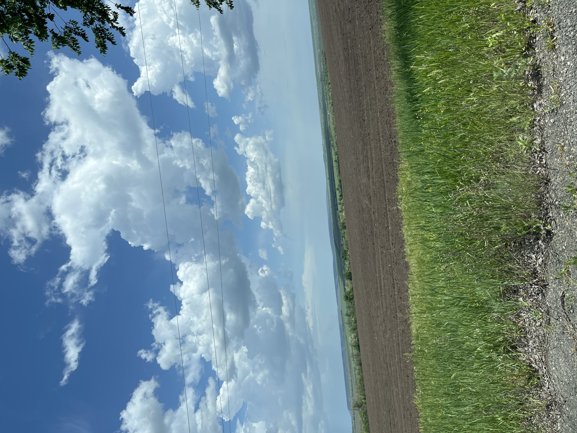 The image depicts a rural landscape, featuring a field of tilled soil on the right side, adjacent to a patch of green grass and a gravel-covered area along the bottom edge. The left side of the image is dominated by a blue sky filled with white cumulus clouds, with electrical power lines visible. A tree branch with green leaves is visible in the upper left corner. The location is Novolativka, Ukraine. There are no people or subjects in the image. The environment appears to be rural.