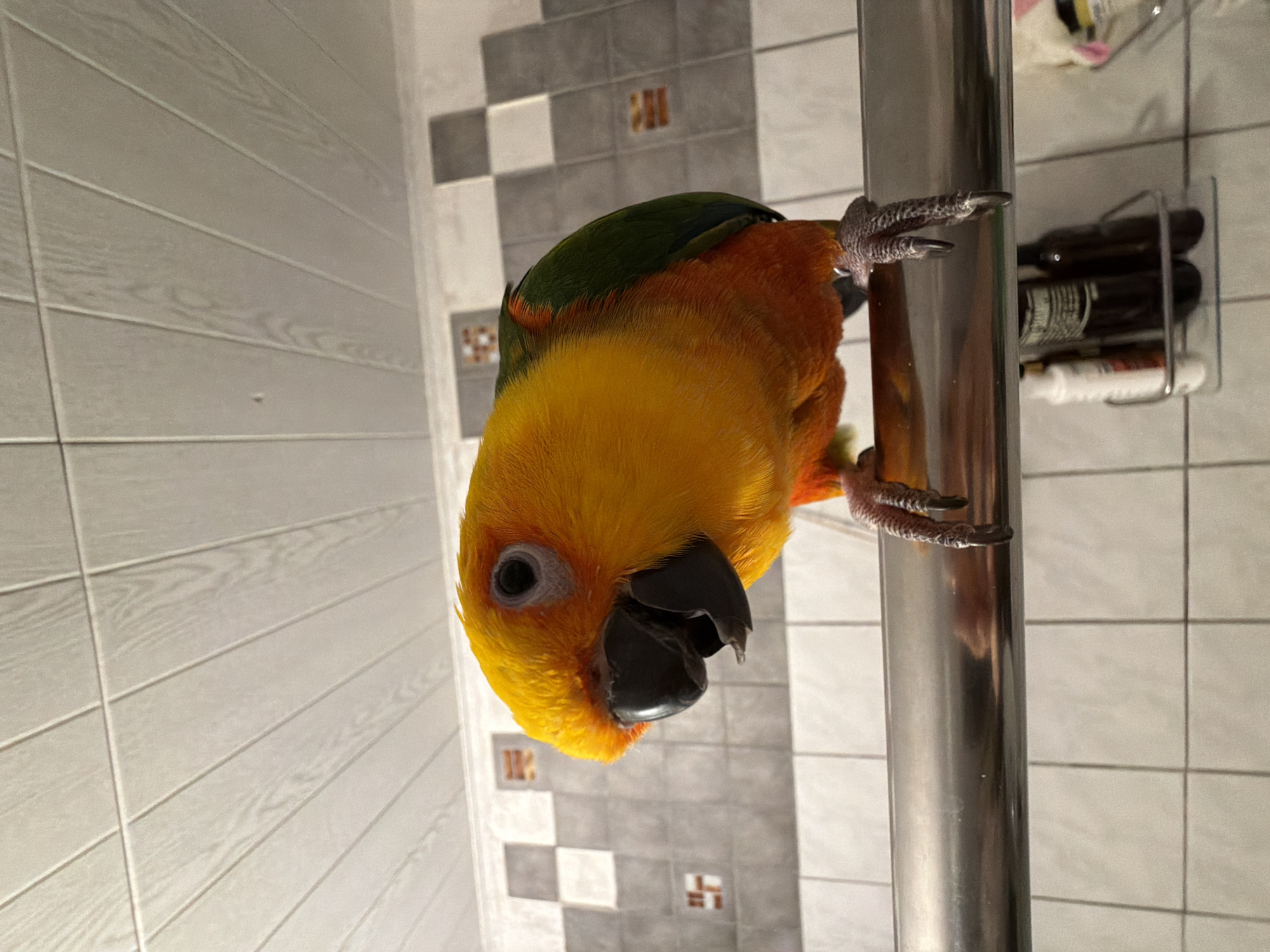 The image depicts a Sun Conure parrot perched on a horizontal, metallic bar within a bathroom located in Khimki, Russia. The parrot, oriented towards the left of the frame, exhibits vibrant yellow plumage on its head, neck, and upper chest, transitioning to orange on its belly and green on its wings and back. Its black beak is slightly agape, and a pale grey orbital ring encircles its dark eye. Its two visible feet are gripping the cylindrical metal bar. The background consists of a tiled wall featuring a mosaic pattern of light grey, dark grey, and decorative tiles with reddish-brown geometric motifs. Below the bar, on the right side, a metal shower caddy holds several bottles. The ceiling above is composed of light-colored, wood-grain textured rectangular panels.