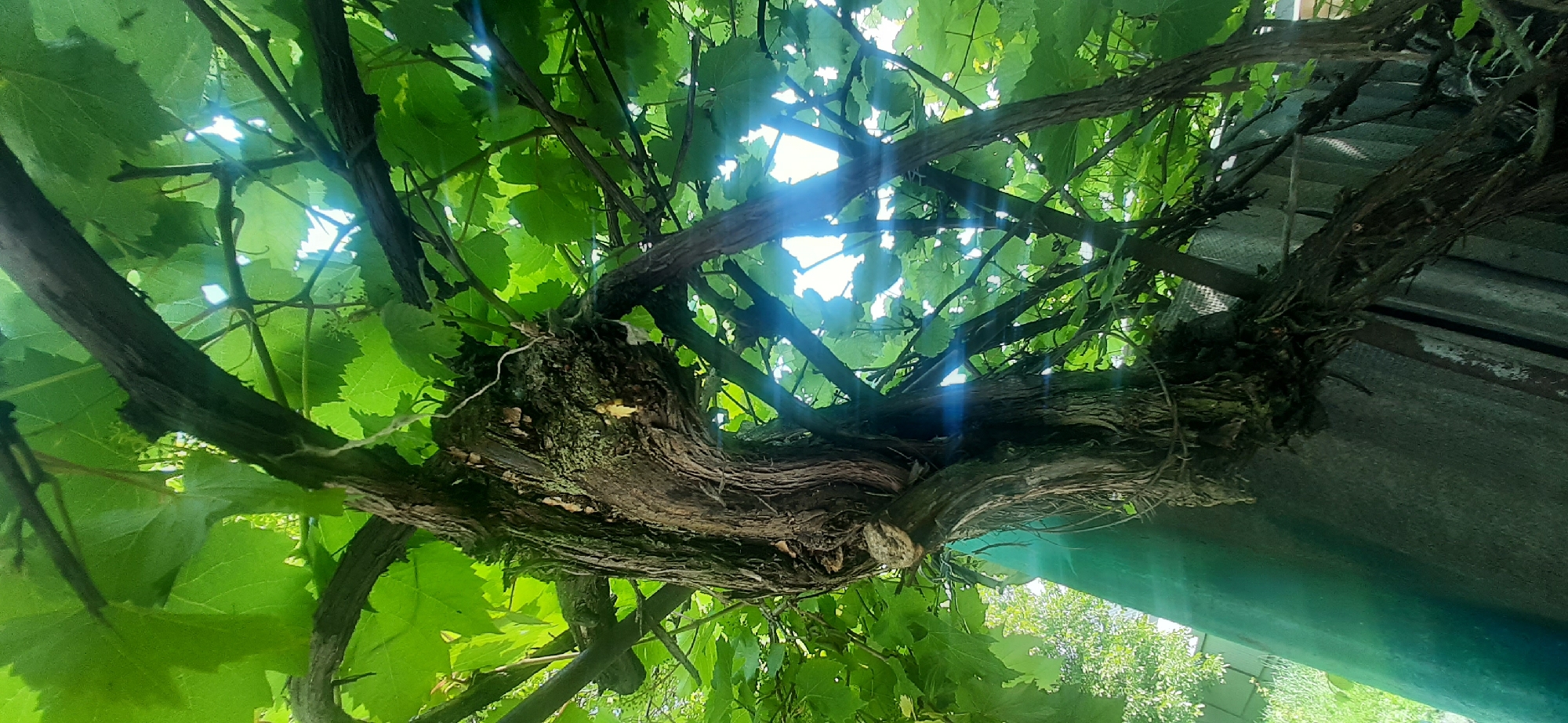 In Yessentukskaya, Russia, this image captures a close-up, low-angle view of a thick, ancient grapevine. The gnarled, woody trunk of the vine dominates the center, showing rough, textured bark and evidence of moss growth in some areas. Several branches extend from the trunk, some thicker and more established, others thinner and more recent. The vine is heavily laden with vibrant green leaves, which are illuminated from behind by bright sunlight filtering through the canopy. The sun creates lens flares, appearing as bright streaks and glints on the image. The background reveals a weathered, green, corrugated surface, possibly a fence or shed, with hints of distant greenery and a sky visible through the vine's foliage.