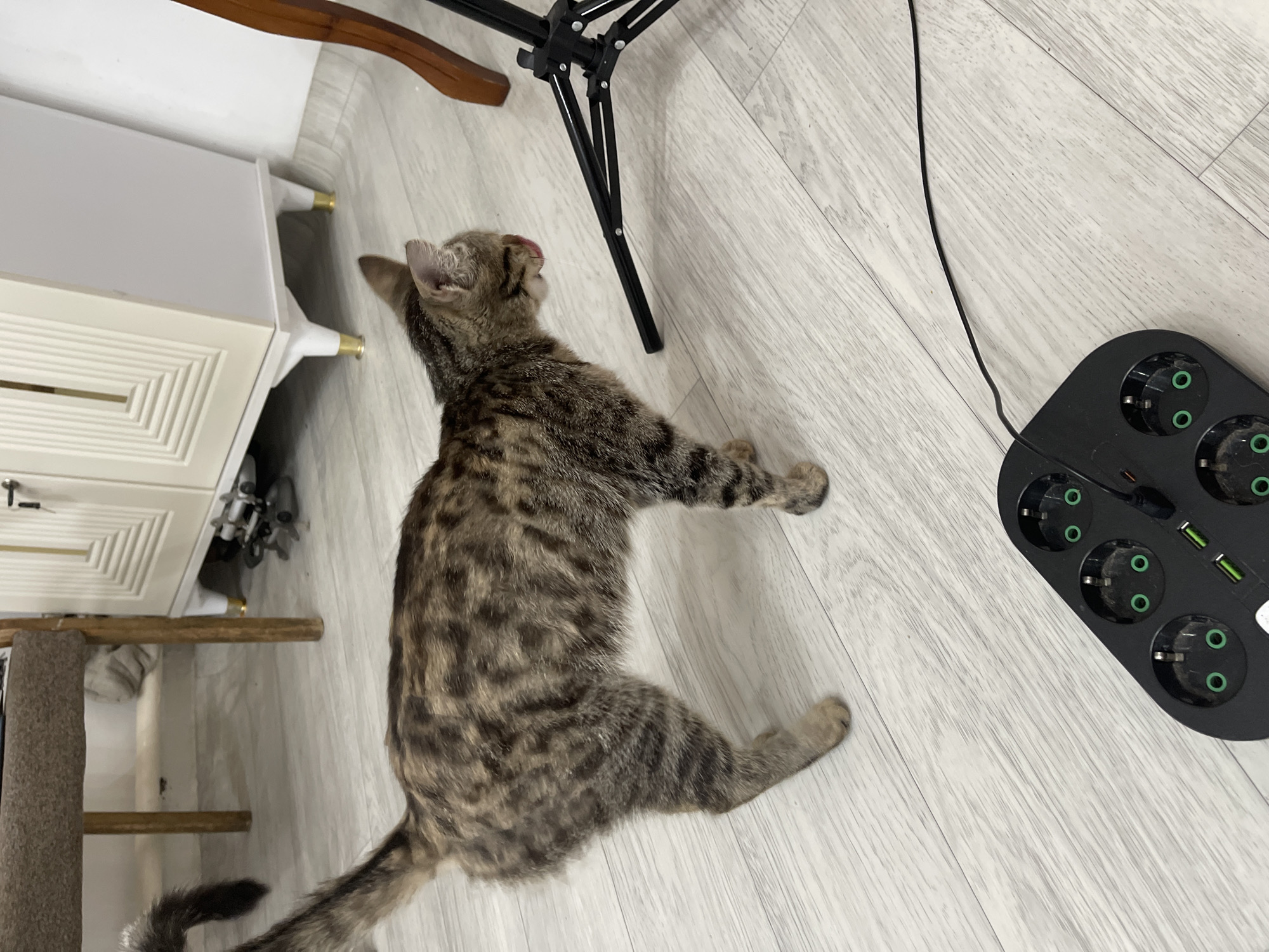 A tabby cat with dark brown and black stripes is standing on a light gray wooden floor. The cat is facing to the right, with its tongue slightly out, as if licking its nose. Behind the cat, to the left, is the leg of a brown wooden chair with a textured brown seat. To the right of the cat, a black tripod with spread legs is partially visible. In the foreground, a black power strip with multiple electrical outlets and USB ports is lying on the floor. The background shows a white cabinet with gold accents and decorative paneling. The lighting suggests an indoor environment, possibly a home. There is no indication of the specific location within Bishkek City, Kyrgyzstan.