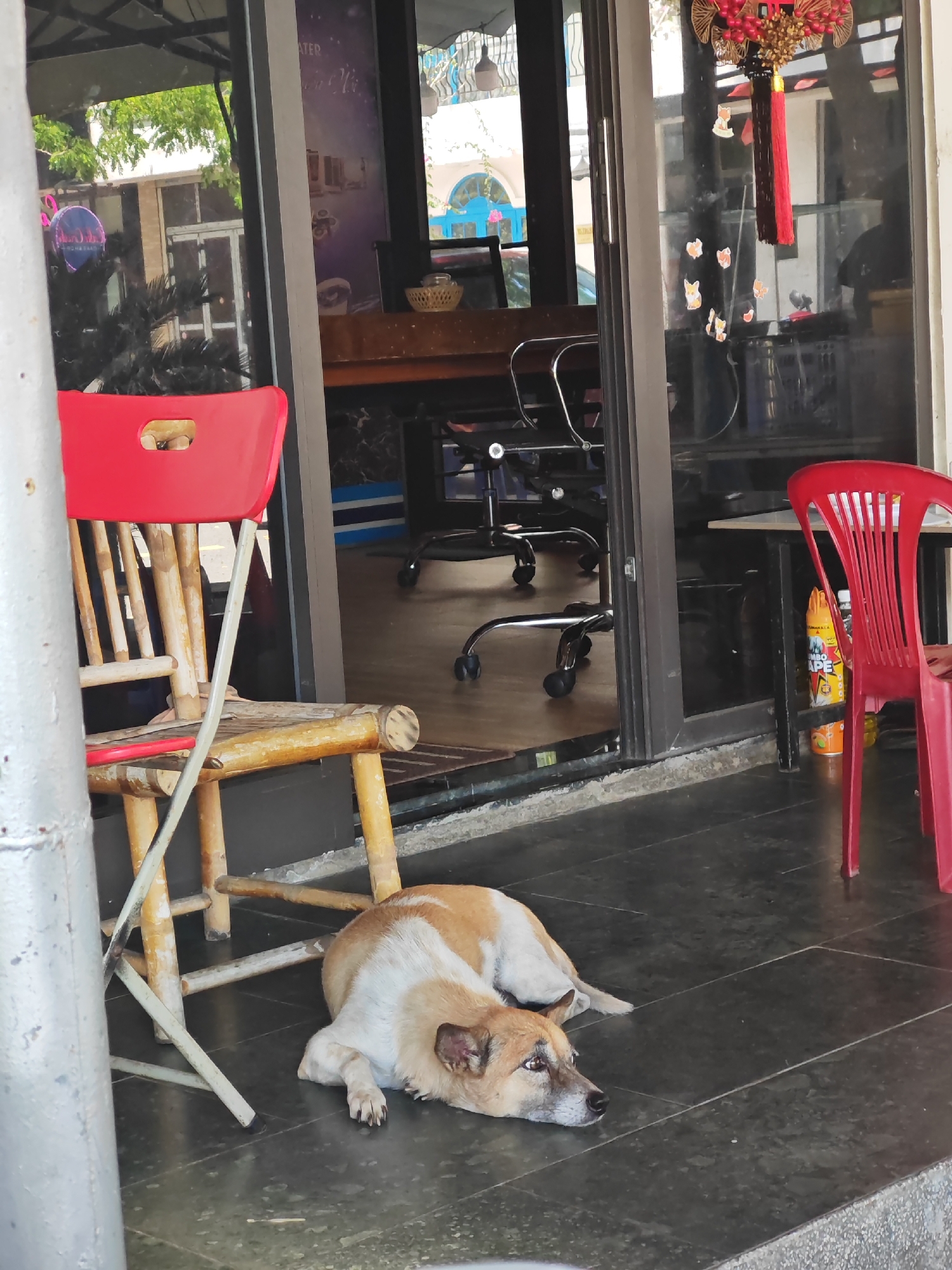 A medium-sized, short-haired dog with brown and white fur lies on a dark grey tiled floor in front of an establishment, possibly a cafe or shop, in Da Nang, Vietnam. The dog is resting its head on the floor, facing to the right.
To the left of the dog, a weathered wooden chair with a red plastic seat is positioned at an angle. Behind the chair, a metal pole is visible. The entrance to the establishment features a large glass door. Through the glass, several office-style chairs with black seats and chrome bases are visible on a wooden floor inside. A wooden table is also partially visible.
To the right of the dog, a bright red plastic chair stands, and next to it, an orange spray can labeled "JUMBO TAPE" is on the floor. The exterior wall of the establishment appears to be weathered concrete. The environment suggests an outdoor seating area.