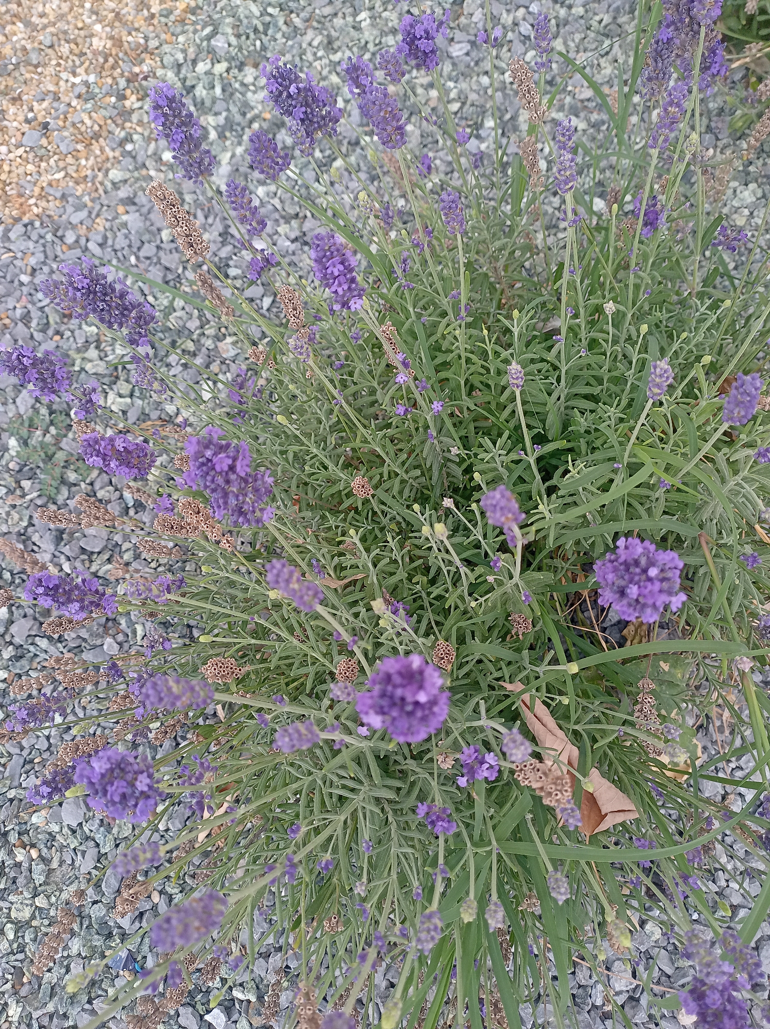 A close-up, overhead shot captures a patch of blooming lavender with a gravel ground cover. The lavender plants are dense, with numerous purple flower spikes and slender green leaves. Some of the lavender stalks have already gone to seed, displaying dried, brown seed heads. The gravel appears to be a mix of gray and beige stones, some of which are visible beneath the foliage. The lighting is natural, suggesting an outdoor setting. There are no people or animals present in the image.