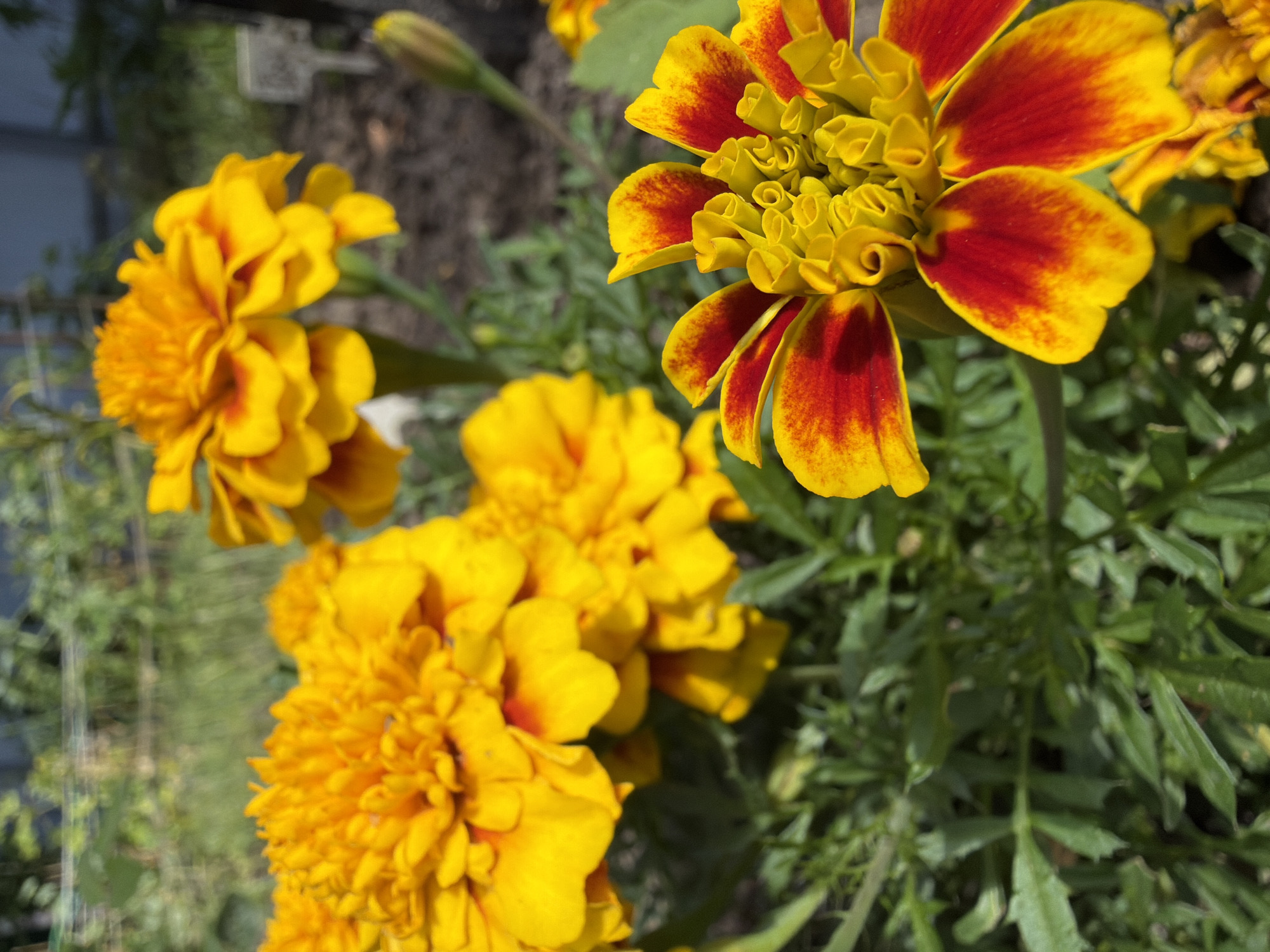 This image depicts a close-up view of several marigold flowers in a garden setting. The flowers are predominantly yellow and orange, with some exhibiting red accents on their petals. The foreground features a detailed view of a marigold with intricate petal formations. In the background, other marigold flowers are visible, some in sharp focus and others slightly blurred. The surrounding environment consists of green foliage and soil. The scene appears to be outdoors on a sunny day. This image was taken in a garden in the city of Imeni Vorovskogo, Russia.