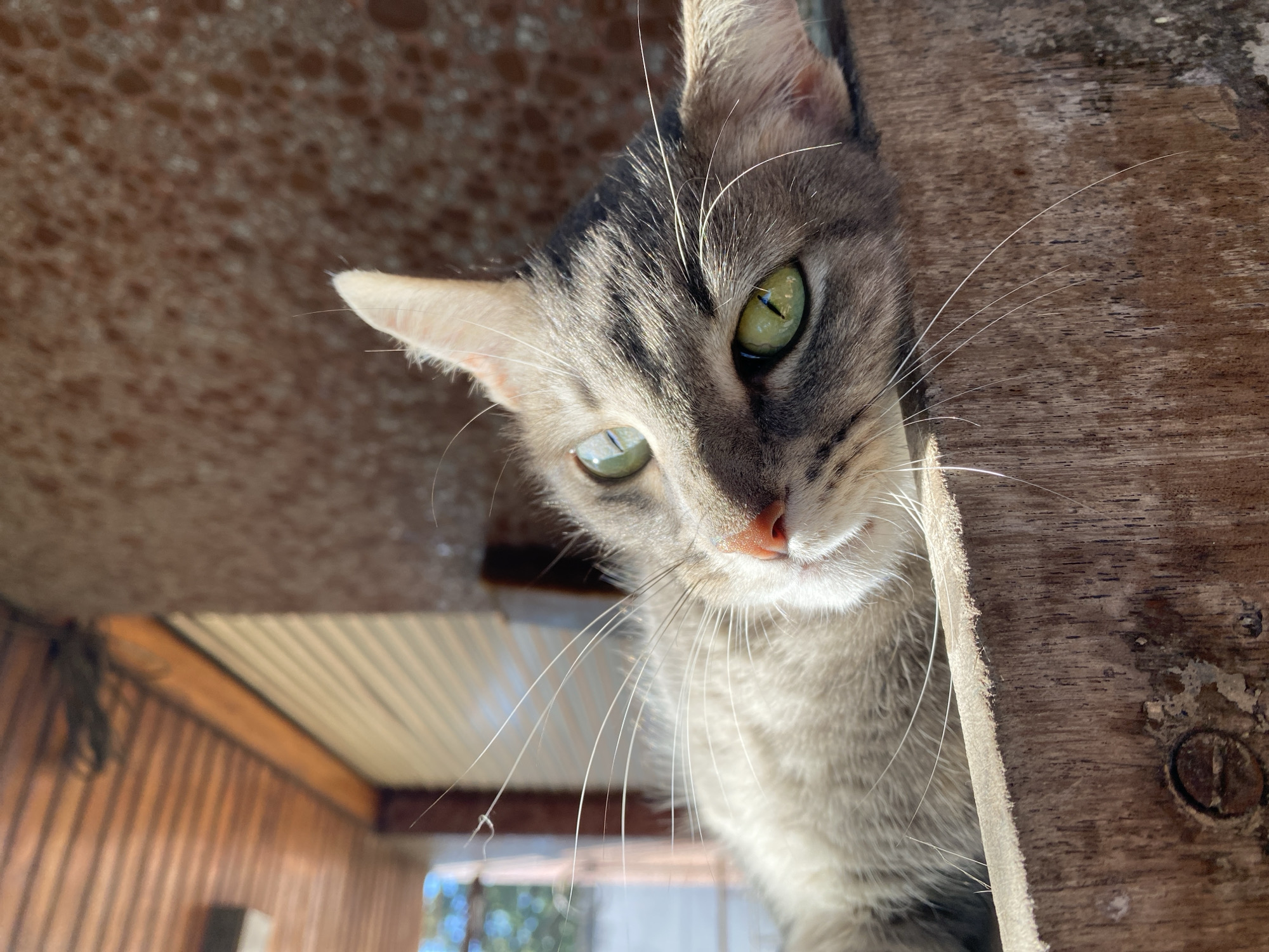 A close-up, low-angle shot features a tabby cat peering downwards, looking directly into the camera. The cat has striking bright green eyes with vertical pupils, a pinkish nose, and long white whiskers prominently fanning out from its muzzle. Its fur is a mix of grey and brown stripes, with lighter white fur visible on its chin and chest.
The cat's head fills a significant portion of the frame, emerging from what appears to be an opening or ledge. To the left and above the cat, a textured, light brown surface with a bubbly or coarse pattern is visible, possibly a ceiling or rough wall. To the right, a piece of rough, unfinished dark brown wood forms a vertical border, framing the cat's face. The strong sunlight highlights the cat's fur and whiskers, creating defined shadows and bright areas, indicating it is daytime.
In the blurred background, beneath the cat, glimpses of a more distant structure can be seen, featuring wooden siding and what looks like a corrugated white ceiling or roof. Some green foliage is also faintly visible, suggesting an outdoor or semi-outdoor setting. The cat's expression is one of curiosity and alertness, with its eyes wide and focused. No text is visible in the image. The scene is set in Llavallol, Argentina.