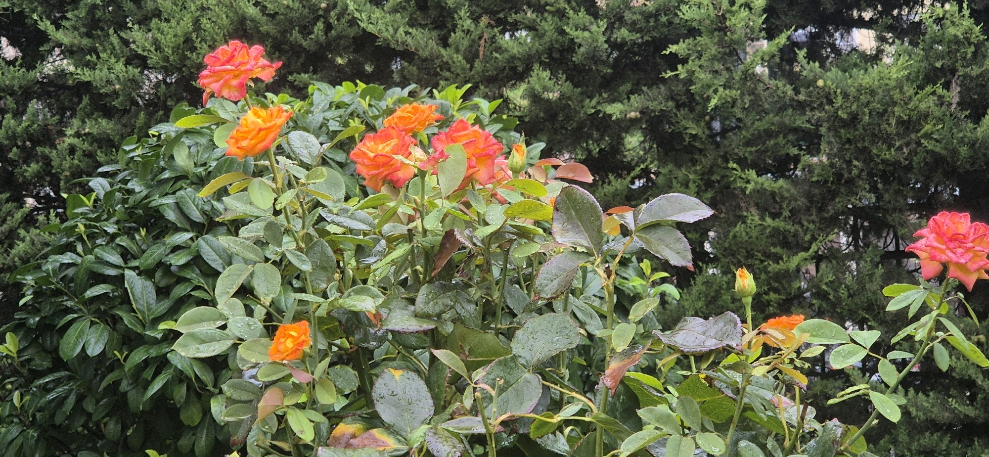 In an outdoor scene, a rose bush with multiple orange and pink roses and buds is in focus, set against a dark green evergreen hedge in the background. The leaves of the rose bush are wet, indicating recent rain. The image appears to be a medium shot, with the roses and their foliage occupying the foreground and midground, while the hedge forms the backdrop. There are no people or animals visible in the image. The lighting is somewhat dim, suggesting an overcast day or early morning. The location is not specified, but the presence of a rose bush and an evergreen hedge suggests a garden or park setting.