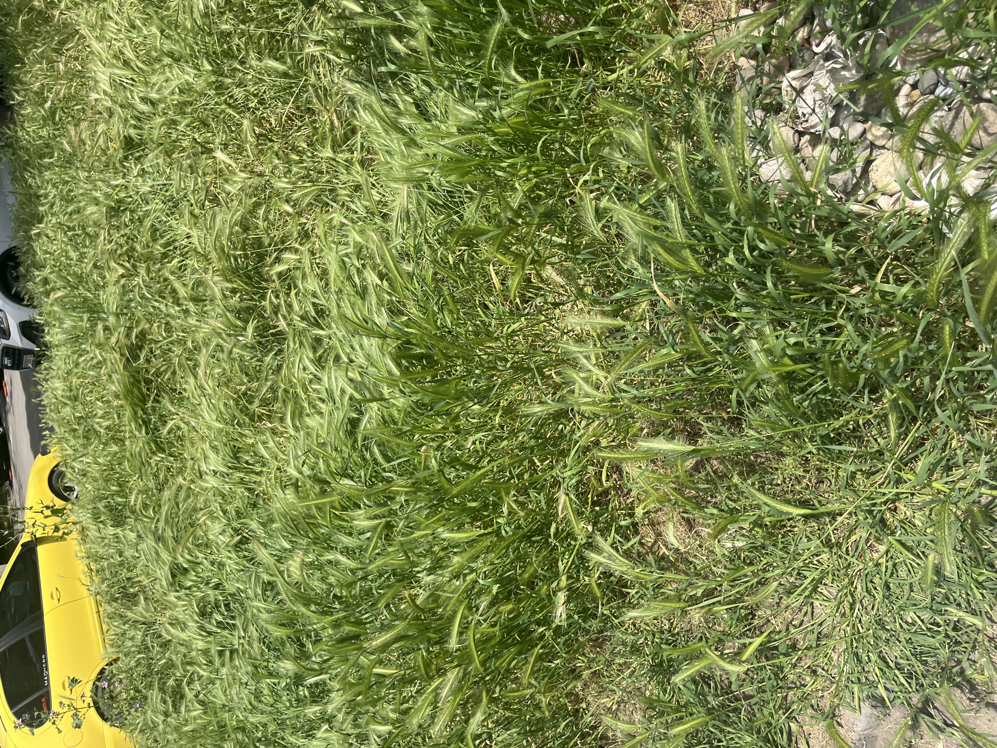 A high-angle, outdoor shot presents a scene of overgrown foxtail barley grass (Hordeum murinum) interspersed with other grasses, covering a patch of land near a yellow car. The location appears to be a roadside or undeveloped area in Plovdiv, Bulgaria, indicated by the type of flora and potential urban context. To the right of the grass patch, there's a line of small, light-colored stones. The yellow car is partially visible, positioned on the left edge of the frame, suggesting it is parked nearby. The grass is predominantly green and golden, showing signs of early summer growth. There are no people visible in the frame.