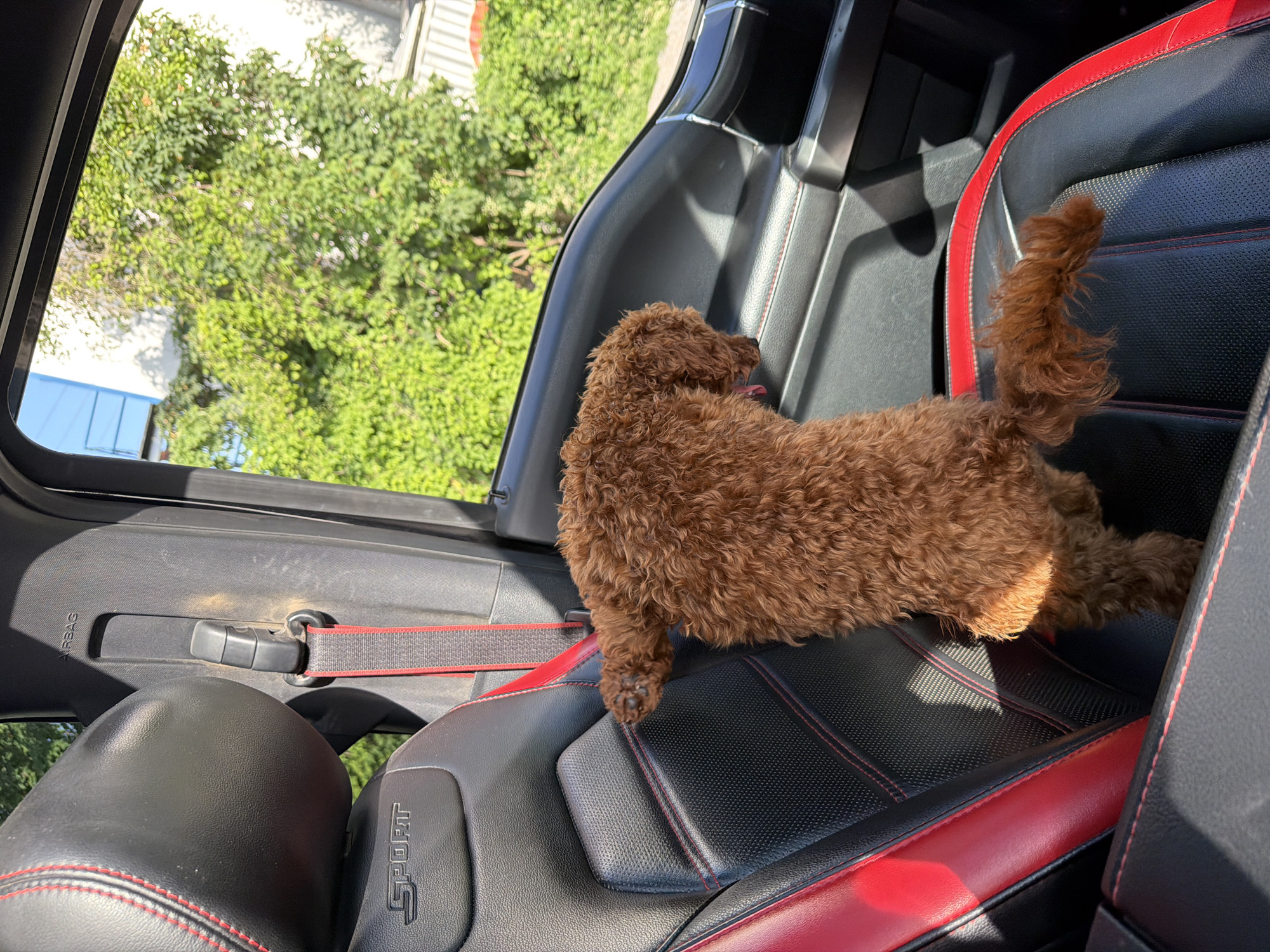 A brown poodle puppy is seated in the passenger seat of a vehicle, looking out the open window at trees and a building. The car's interior features black leather seats with red stitching and trim, and a visible "SPORT" emblem on the headrest. The puppy's tail is curled, and its body is slightly angled towards the window. Sunlight casts shadows inside the vehicle. The setting appears to be a sunny day in a location that could be German, Bulgaria, given the presence of lush greenery and a building visible through the window.