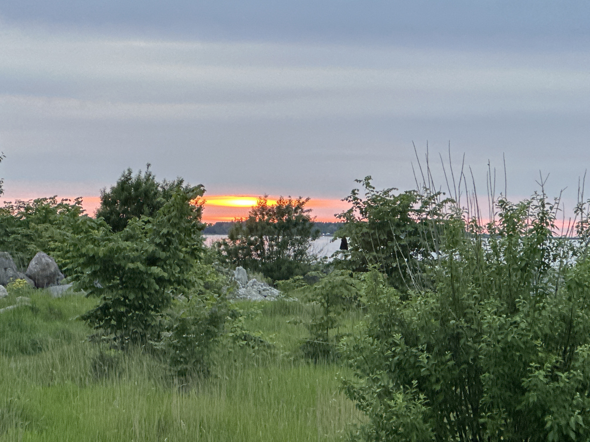 This is a medium-shot, horizontal, outdoor photograph of a sunset over a body of water, with foreground vegetation and rocks. The sky is a pale blue with horizontal grey cloud bands. The sun, a bright yellow-orange oval, is low on the horizon, peeking through the trees and casting a pinkish glow on the clouds beneath it.
In the middle ground, a line of green trees partially obscures a distant, light-colored structure with a dark roof. The water appears calm and reflects the sunset colors.
The foreground is filled with lush green grass and various types of bushy green trees and plants. To the left, several large, grey rocks are scattered amongst the vegetation. The overall impression is a natural, somewhat wild landscape. The specific location in Tallinn, Estonia cannot be determined from the visual information provided in the image.