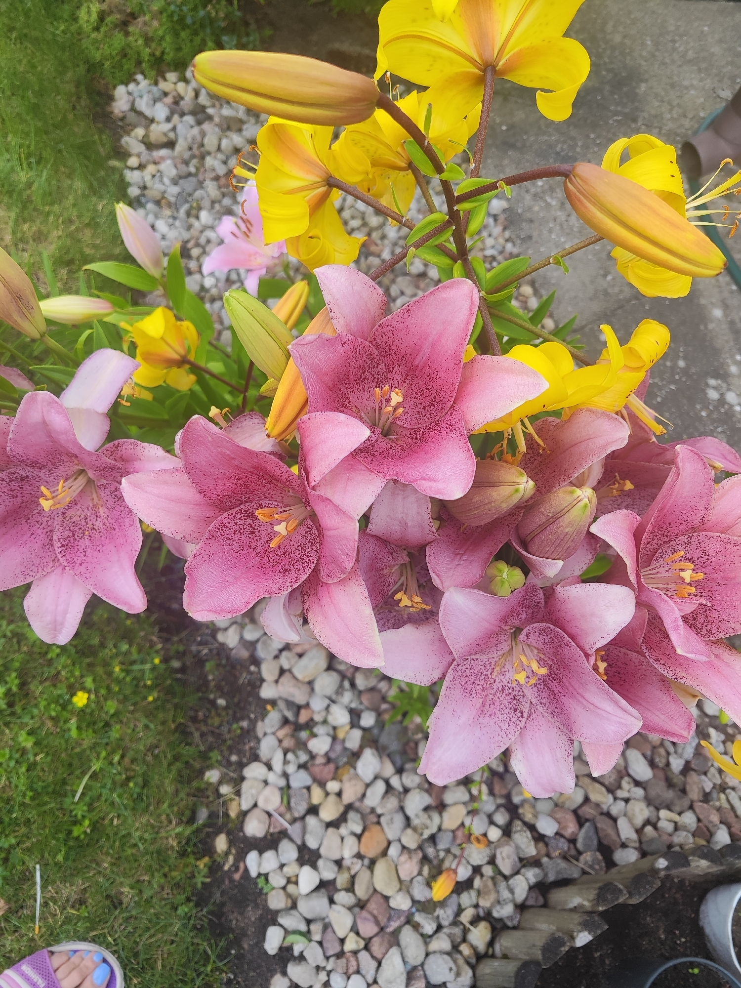 This is a high-angle, close-up photograph of a cluster of pink lilies, some fully bloomed and others still in bud, interspersed with yellow lilies. The flowers are the primary subject, with their delicate petals and speckled centers visible. They are arranged in a garden setting, with green grass on the left and a path of small, light-colored stones on the right. The background is softly blurred, suggesting the focus is entirely on the floral arrangement. There are no people or animals clearly visible in the image, though a portion of a purple sandal on a bare foot is present in the lower left corner. The lighting is natural and diffused, suggesting an outdoor scene on a cloudy or overcast day. The overall impression is one of natural beauty and tranquility, possibly a garden in the city of Gvardeysk, Russia, given the provided context.