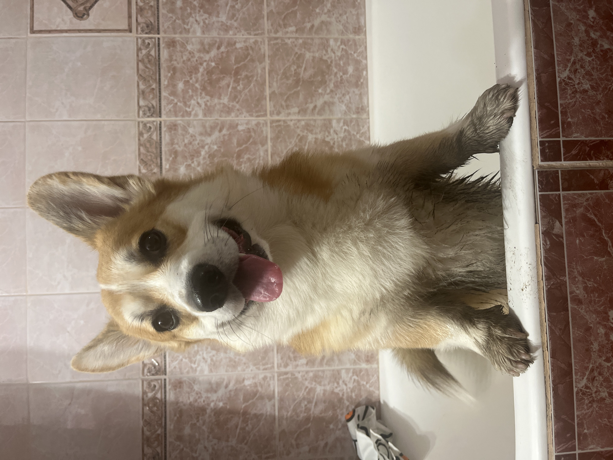 A corgi dog with tan and white fur, appearing wet and muddy, is partially visible in a white bathtub. The dog's head is tilted, and its tongue is sticking out. The background consists of tiled walls, with the tiles having a marbled pattern in shades of brown and beige. The scene appears to be indoors, likely a bathroom. There is no indication that this image was taken in Novosibirsk, Russia.