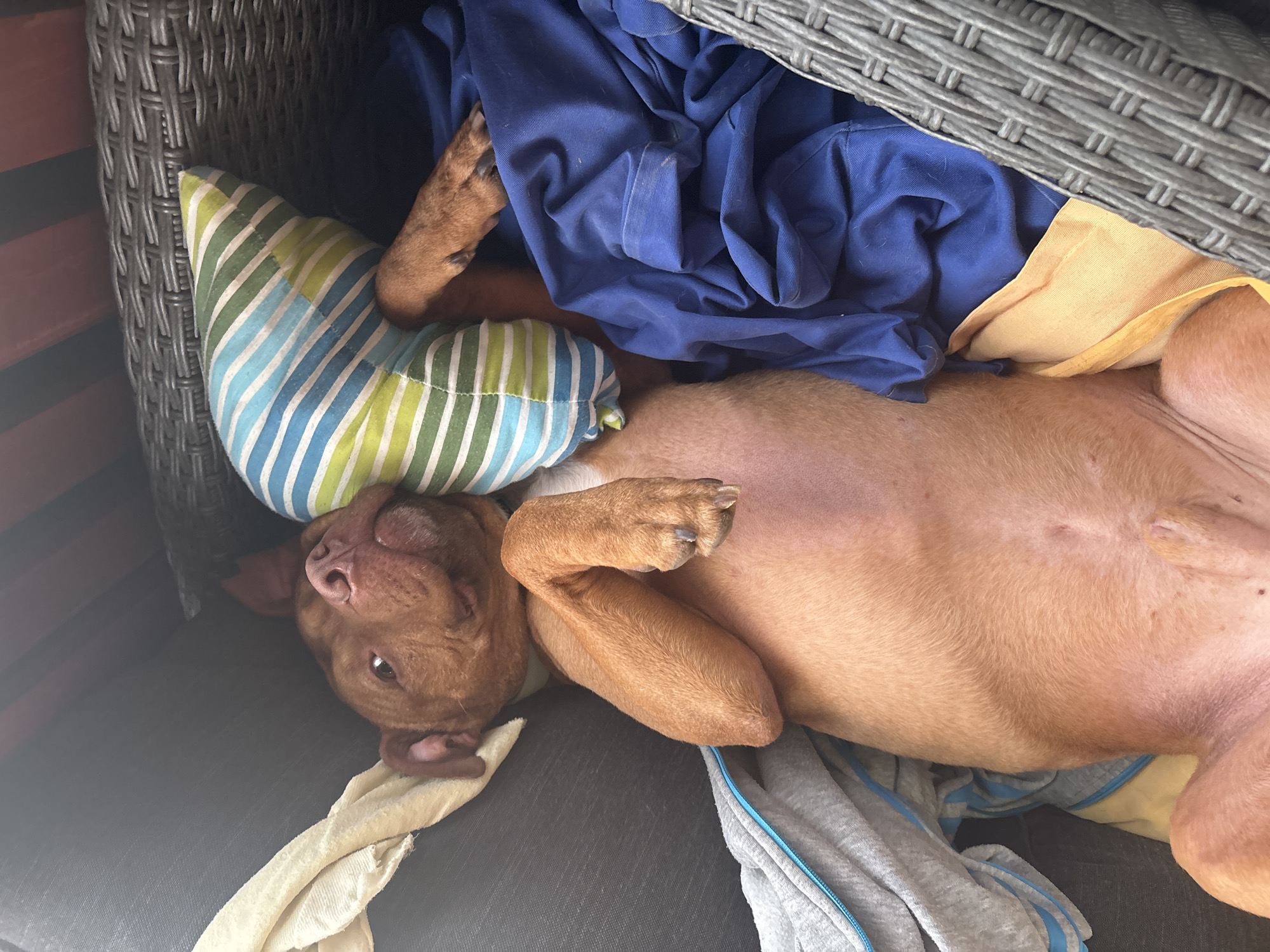 A brown, short-haired dog lies on its back in a gray wicker chair. A striped blue and green pillow rests under the dog's head. The dog is surrounded by rumpled blue, yellow, and gray clothing. The location in the city of Lom, Bulgaria is not discernible from the image.
