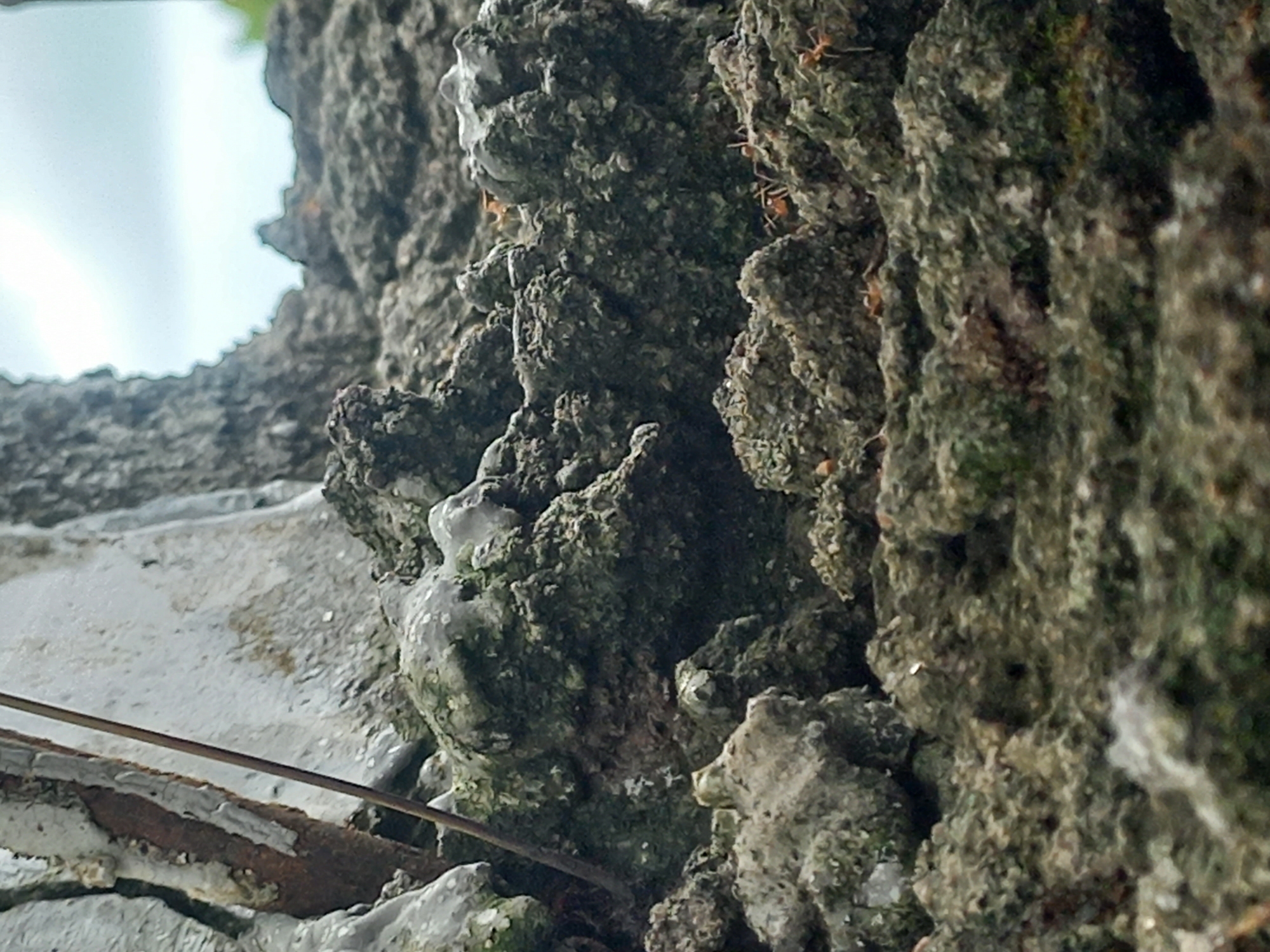 The image presents a close-up, low-angle view of a heavily textured, rough surface, likely weathered tree bark or an old concrete wall, densely covered in green moss and grey lichen. The intricate details of the organic growth and the uneven contours of the surface are prominent. Several small, reddish-brown ants are visible navigating this terrain, with multiple ants scattered across the right and central portions of the textured surface.
In the upper left background, a large, irregularly shaped opening reveals a bright, light-blue sky or a distant light source, creating a stark contrast with the darker, detailed foreground. Towards the bottom and lower-left of the frame, a distinct, lighter-colored surface is present, possibly a painted wall or a concrete structure, showing signs of wear and rust-colored discoloration. A thin, dark wire or string stretches diagonally across this lighter area, extending into the main textured surface.
The scene is brightly lit, indicative of daytime, and the detailed focus provides an intimate look at this micro-environment. The perspective suggests an upwards gaze, highlighting the imposing nature of the textured surface. The location is Puloblang, Indonesia. No text is visible in the image.