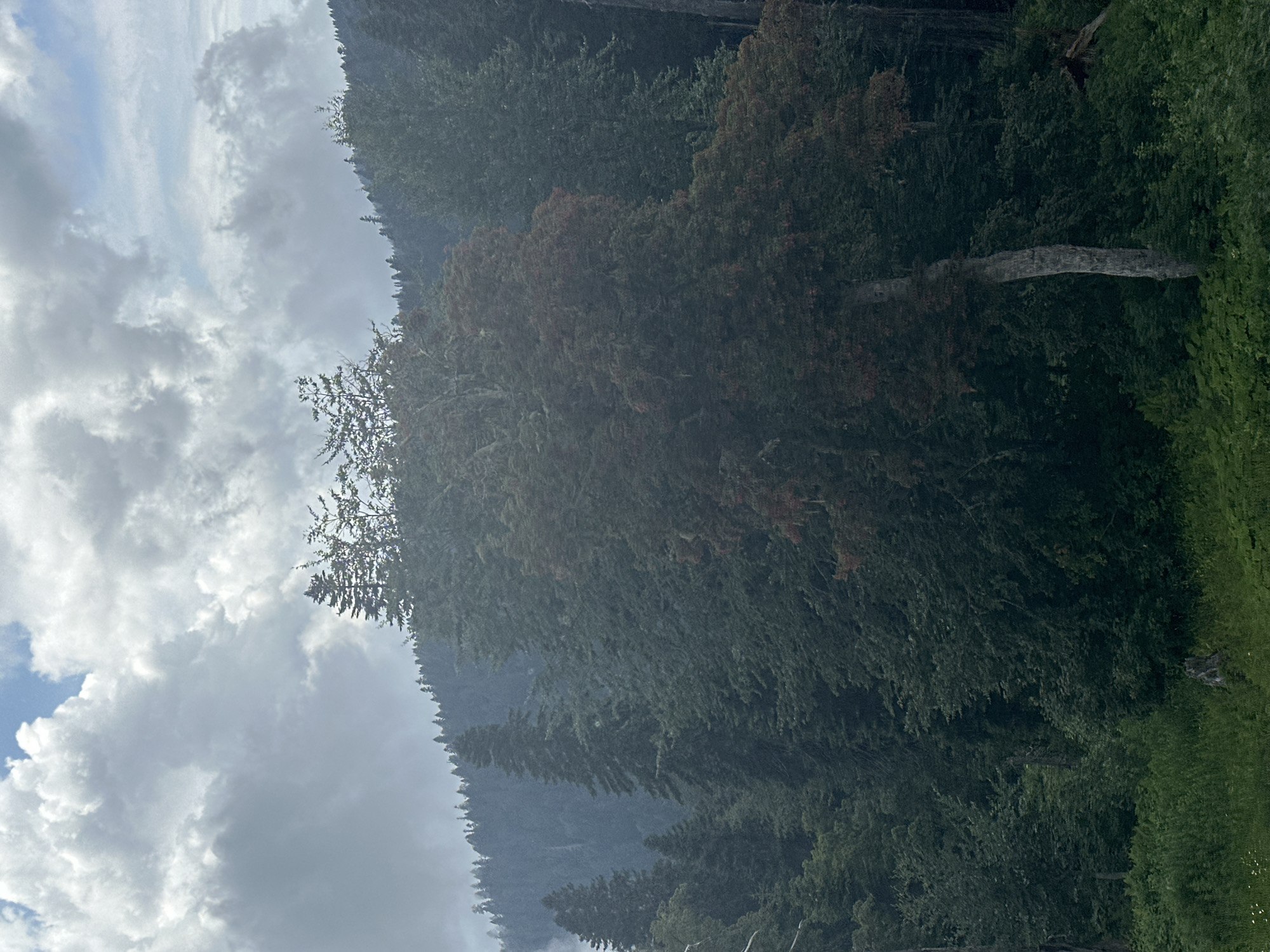 The image shows a mountainous forest landscape with a cloudy sky. In the foreground, there is lush green vegetation and tall trees, some of which have reddish-brown foliage. A prominent tree with a slender, light-colored trunk stands in the middle ground. Behind this, a dense forest covers the slopes of the mountains, with the trees appearing darker and more uniform in color. The sky is filled with dramatic, thick clouds, with patches of lighter sky visible. The overall impression is a natural, wild environment. The location is identified as Estosadok, Russia, which is a mountain resort town in the Krasnodar Krai region, known for its natural beauty and proximity to the Caucasus Mountains.