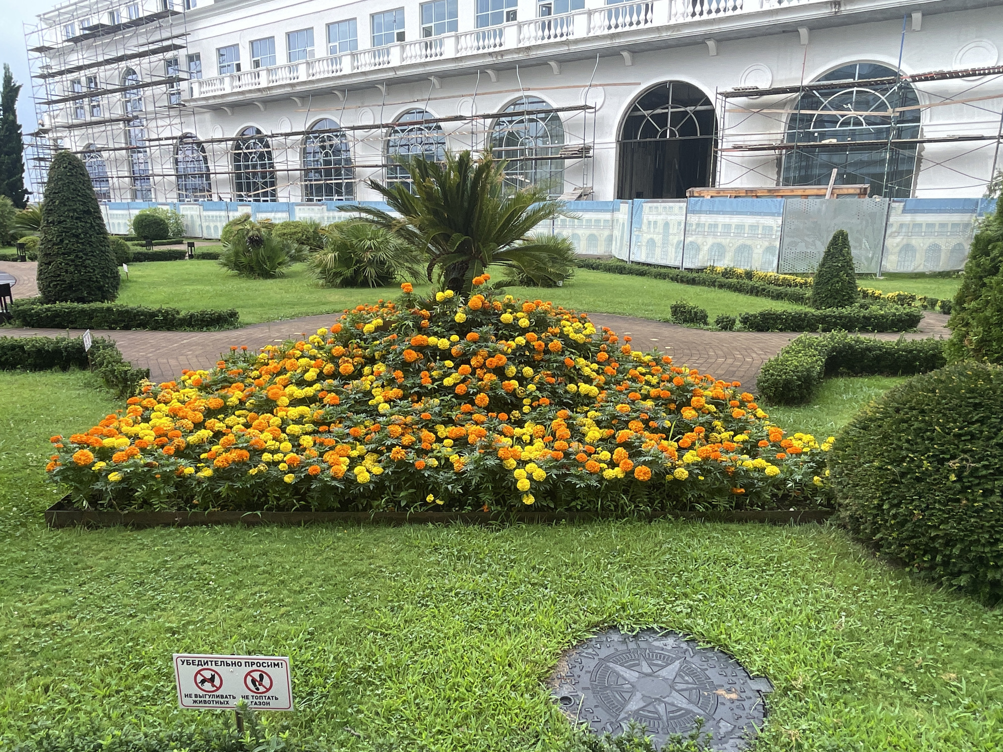 In Sochi, Russia, a picturesque scene unfolds in front of a grand white building, possibly a hotel or resort, currently undergoing renovations with scaffolding covering its facade. The foreground is dominated by a vibrant, pyramid-shaped flower bed overflowing with bright orange and yellow marigolds. A palm tree stands tall behind the blooming flowers, adding a tropical touch. The surrounding area features meticulously manicured green lawns and hedges, interspersed with decorative bushes. A paved walkway winds through the garden, leading the eye towards the imposing building. A circular metal manhole cover with a compass design is visible in the grass near the bottom right of the frame. A small white sign with red symbols is placed in the grass, bearing text in Russian that translates to "We kindly ask! Do not walk animals, do not tread on the lawn." The overall atmosphere is one of serene beauty, despite the ongoing construction.