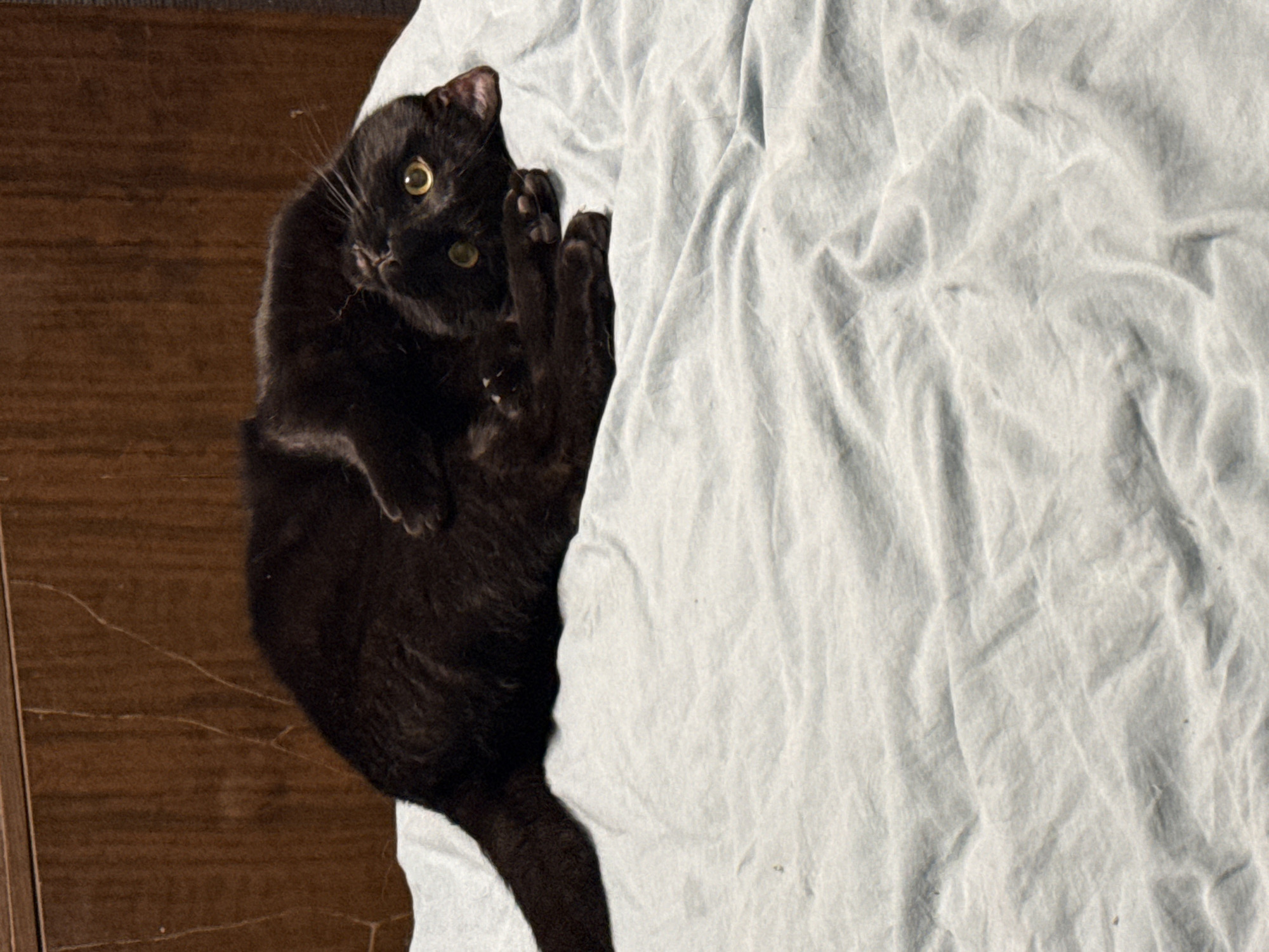 A black cat lies on a white sheet next to a brown wooden surface. The cat is looking up with yellow eyes and has its paws raised. The sheet is wrinkled and takes up most of the right side of the frame. The wooden surface is a dark brown color. There is no indication of the location being Khimki, Russia.