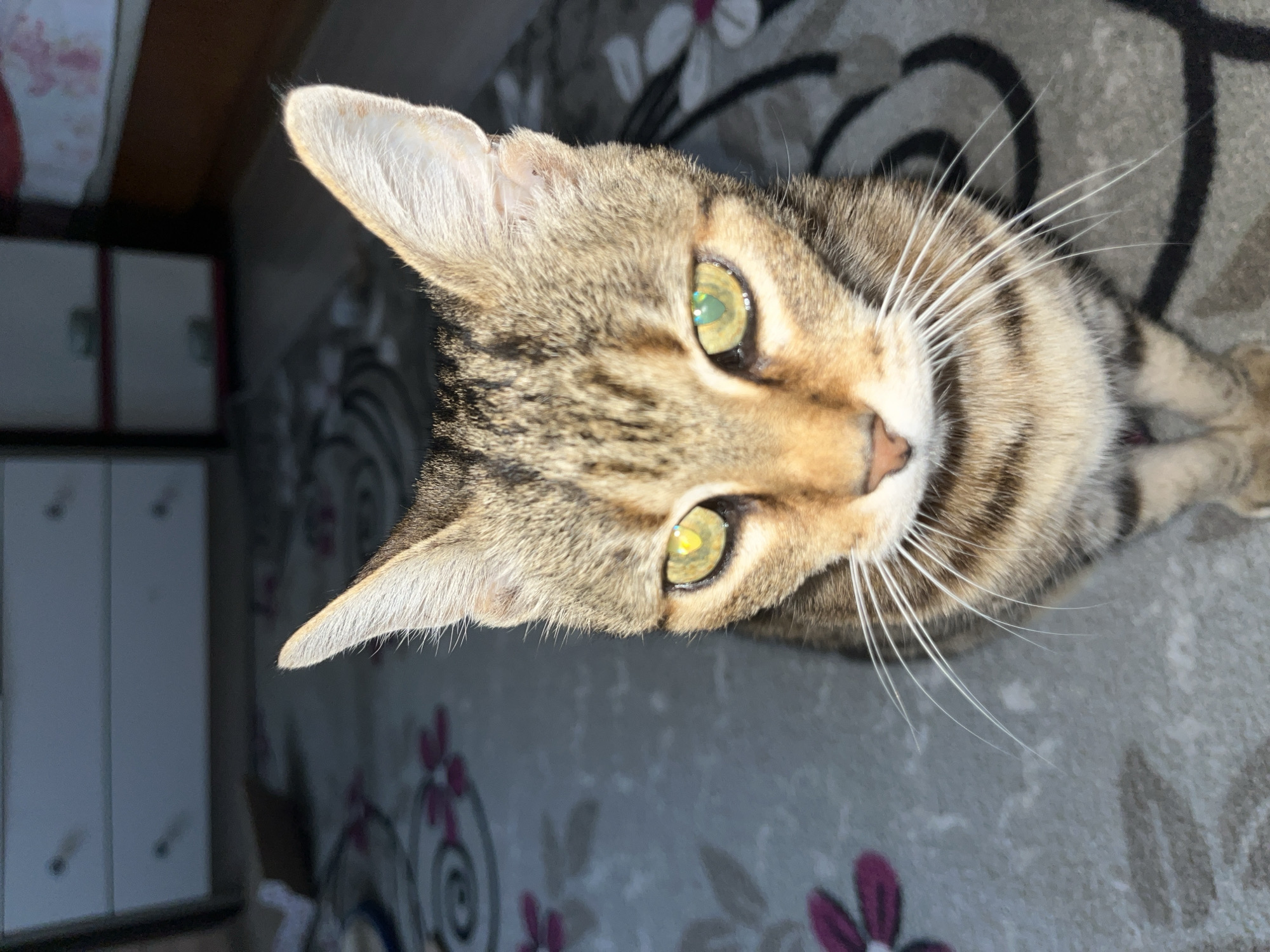 The image is a close-up, high-angle shot of a tabby cat with prominent green eyes. The cat is sitting on a patterned carpet, which appears to be in an indoor setting. In the background, two white dressers with silver knobs are visible, along with a portion of a bed with a red and white patterned comforter. The lighting suggests it is daytime, with light streaming in from the right, illuminating the cat's face and casting a bright reflection in its eyes. The carpet has a grey base with floral motifs in shades of pink and grey, as well as darker circular patterns. There are no people or other animals visible in the frame. The location is not specified as being in Ruse, Bulgaria.