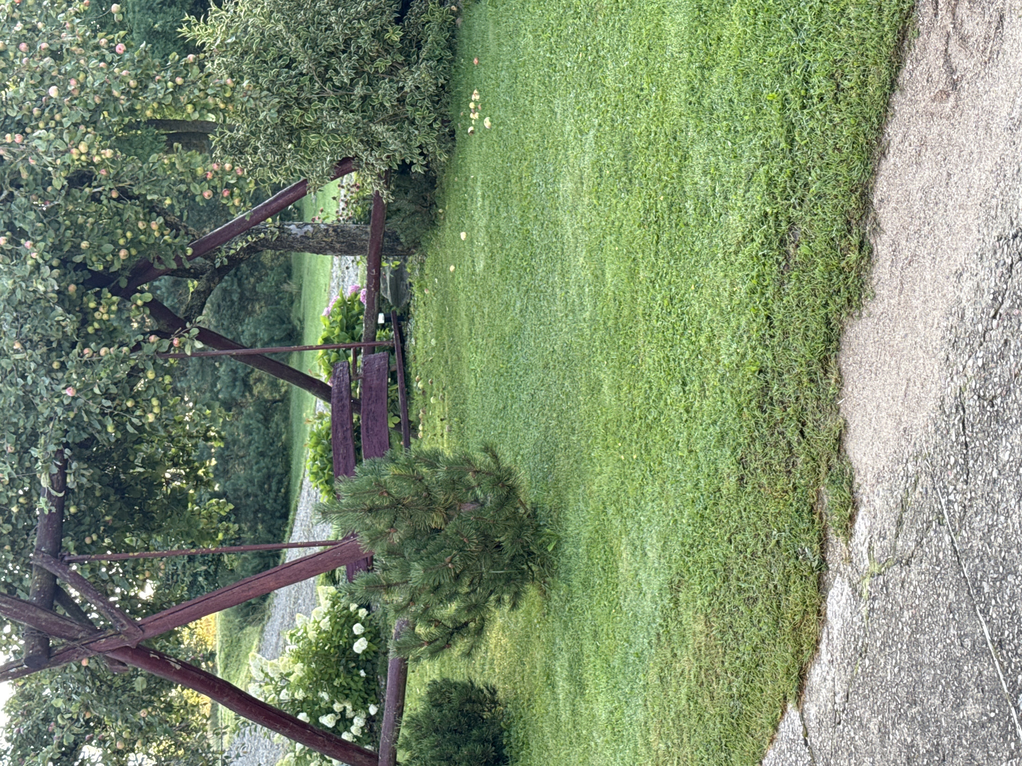 The image depicts a backyard scene in Vikraičiai, Lithuania, featuring a wooden swing set with a burgundy finish. The swing set is positioned beneath a mature apple tree laden with ripe apples, some of which have fallen onto the well-maintained green lawn. Adjacent to the swing set is a dense, manicured shrub with variegated green and white foliage. In the foreground, a portion of a textured grey pathway is visible, bordering the grassy area. A small, bushy evergreen plant sits in the middle ground of the lawn. The overall impression is one of a peaceful, domestic outdoor setting, likely during late summer or early autumn given the apples on the tree.