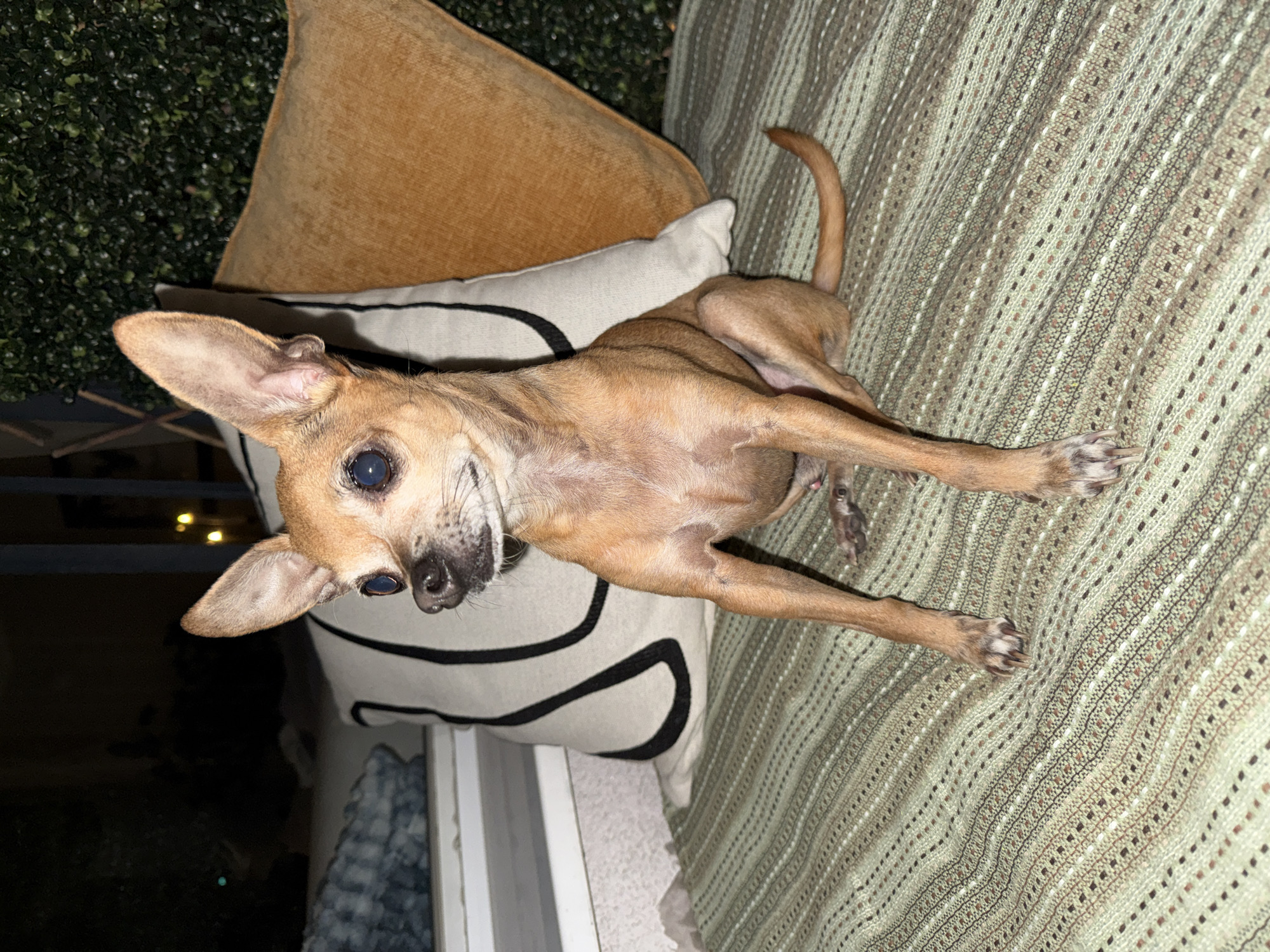 A tan-colored Chihuahua with large ears and dark eyes sits on a textured green blanket. Behind the dog, there are two pillows: one cream-colored with a black abstract design and another a burnt orange color. To the left of the dog and pillows, a white ledge is visible, and beyond that, a dark background with faint lights. To the right, a hedge-like green wall is present. The scene appears to be outdoors in a dimly lit setting. The image was taken in Plovdiv, Bulgaria.