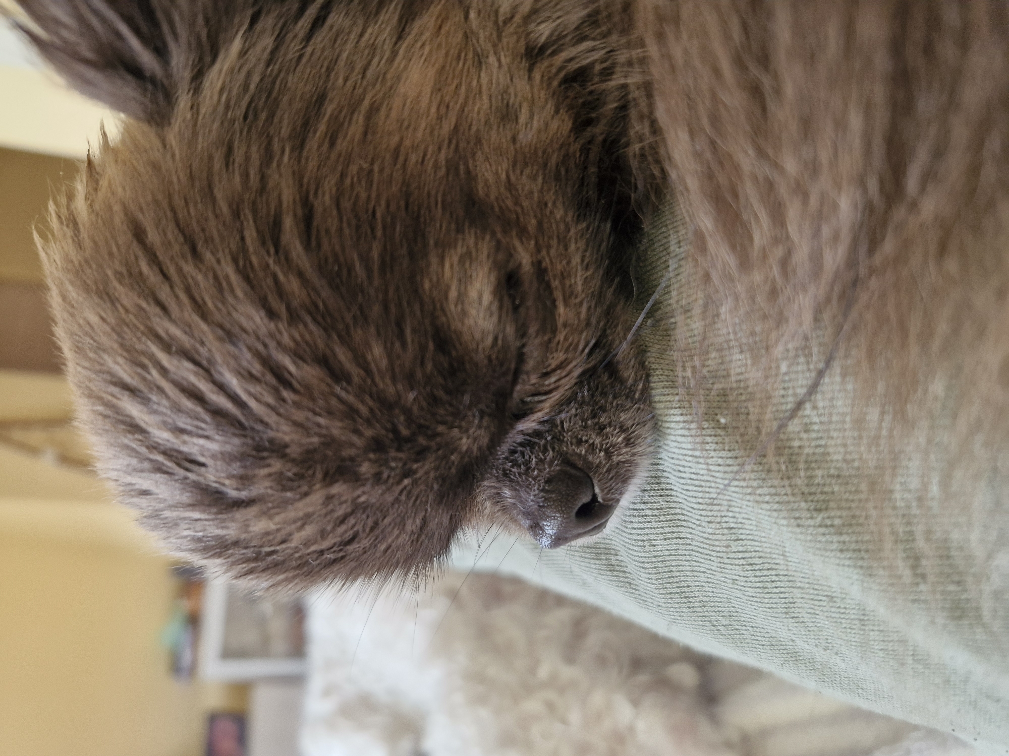 A close-up, vertically oriented image captures the peaceful slumber of a brown, long-haired domestic animal, likely a cat or a dog. The animal's head dominates the left side of the frame, showcasing its dense, soft-looking brown fur. Its small, dark snout and nose are clearly visible, with a small, shiny, possibly wet droplet on the tip of its nose. Fine, white whiskers extend from around its muzzle.
The animal is resting on a light green, textured fabric, which appears to be a blanket, cushion, or upholstered surface, filling the right side and bottom of the frame. The fabric shows a subtle woven pattern. The background is softly blurred, suggesting an indoor setting, possibly a room with ambient light, creating a shallow depth of field that keeps the animal in sharp focus. The overall impression is one of tranquility and comfort. No specific time of day or location cues are explicitly visible beyond the indoor setting. No text is present in the image.