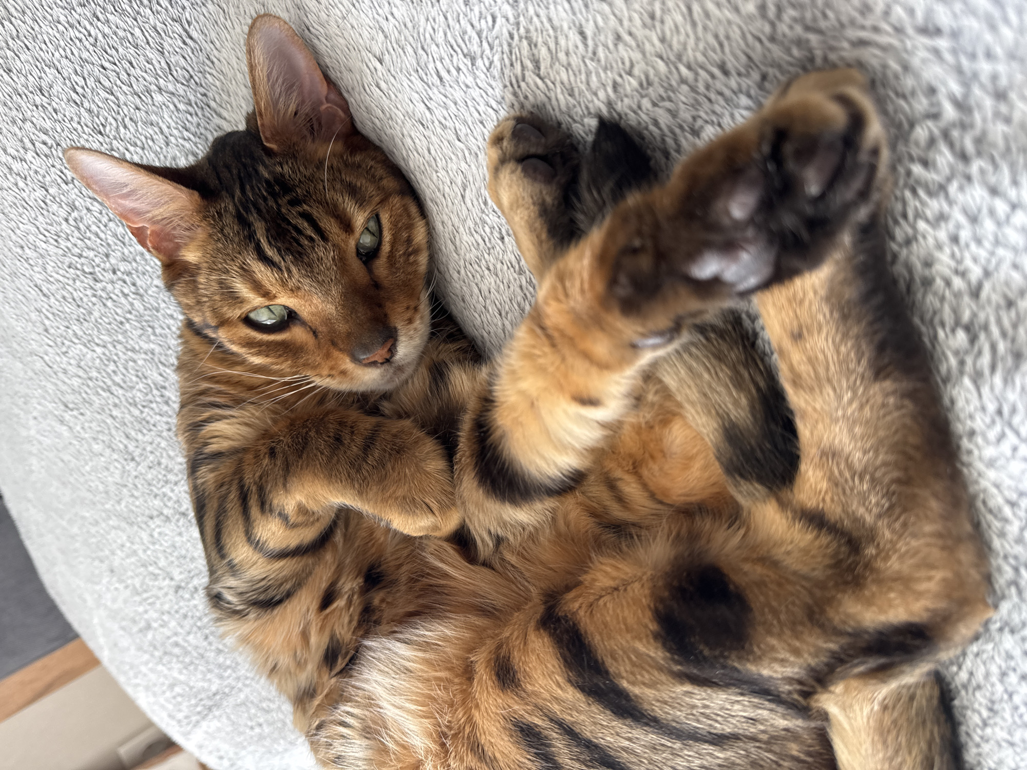 A Bengal cat lies on its back on a soft, gray blanket. The cat's fur is brown with black spots and stripes. Its paws are curled and its eyes are green. The location is unknown.